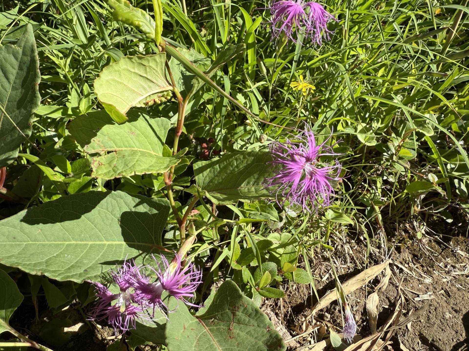 白山の高山植物 タカネナデシコ