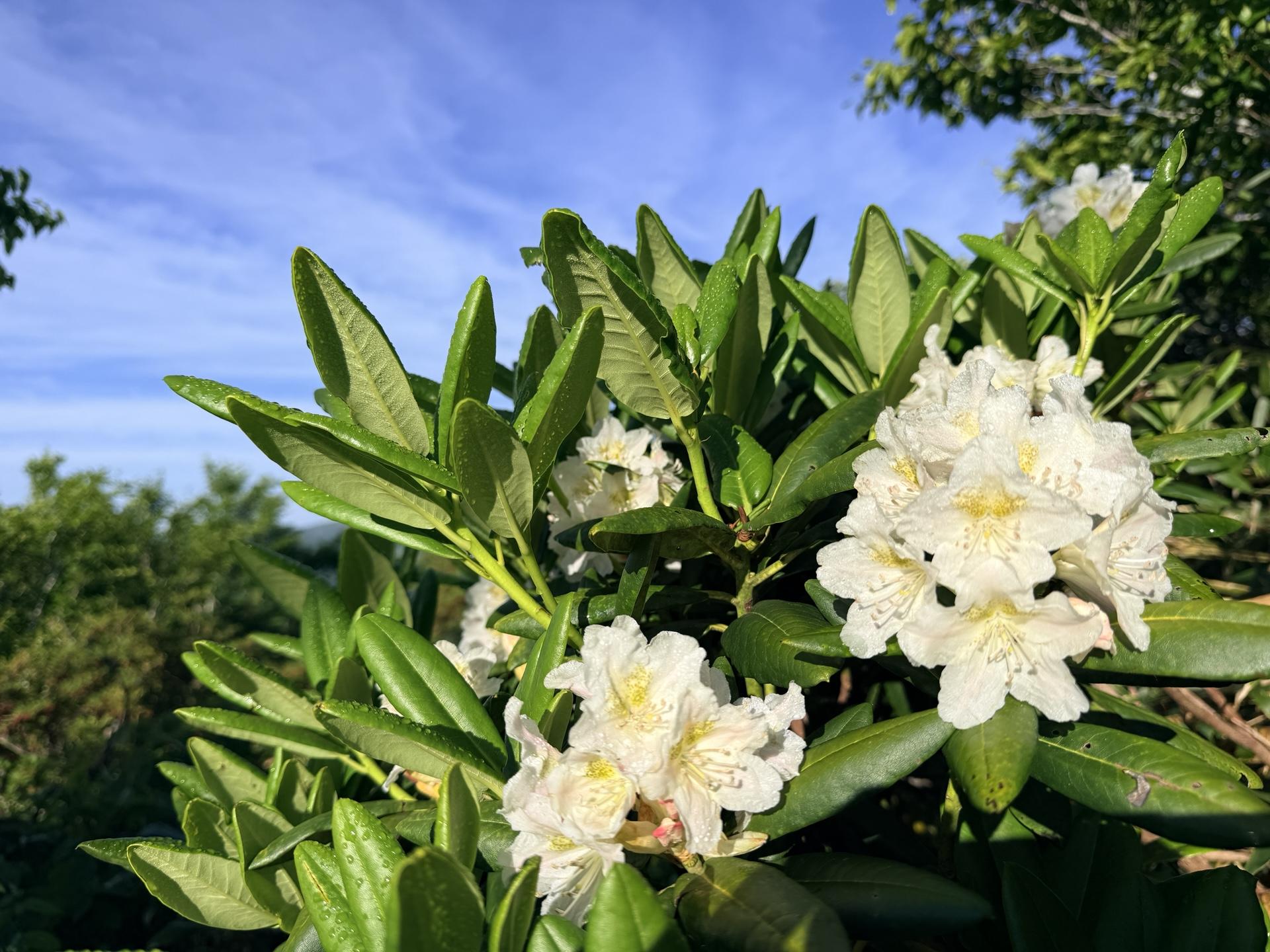 平標山の高山植物 ハクサンシャクナゲ