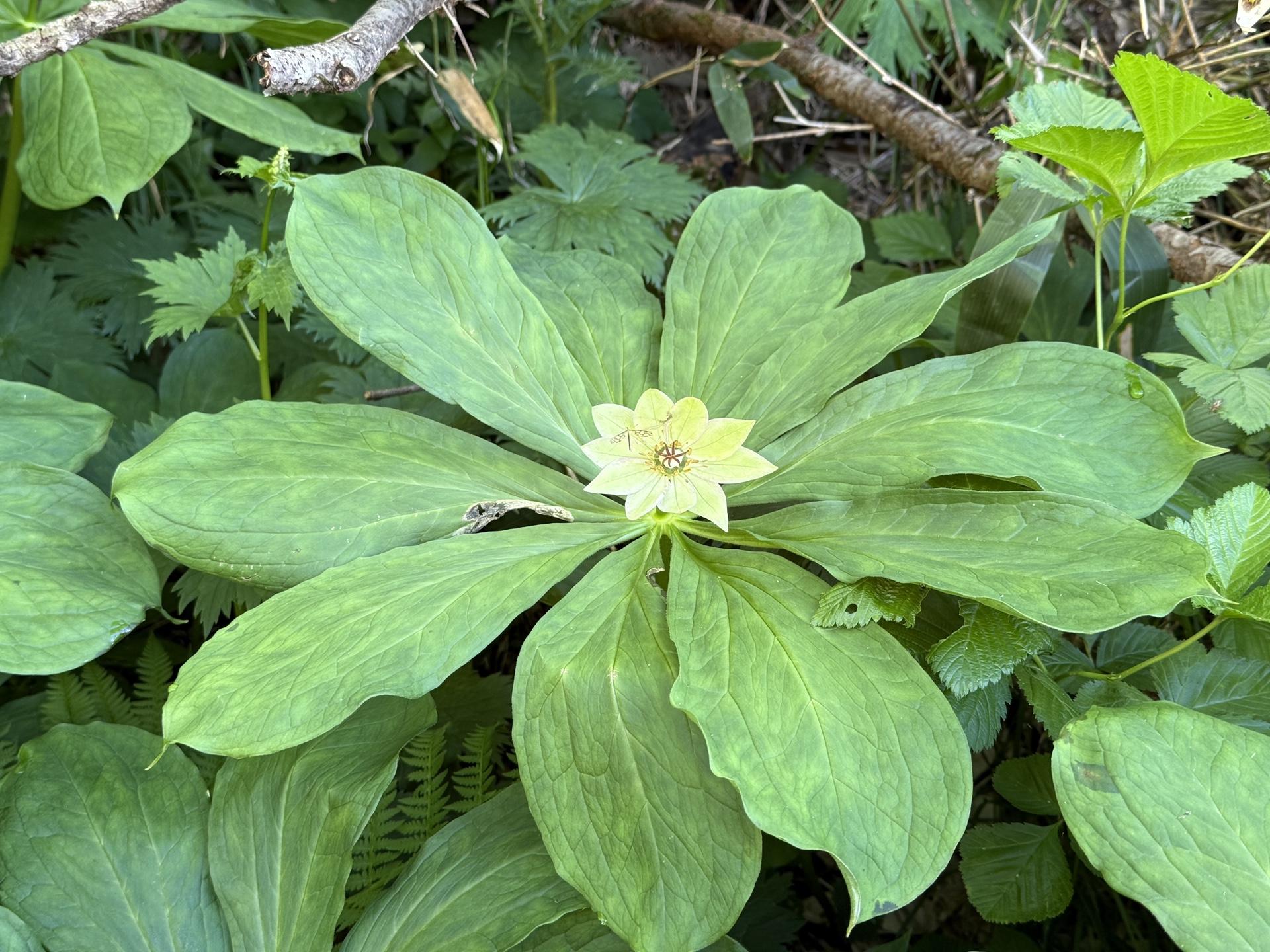 白山の高山植物 キヌガサソウ