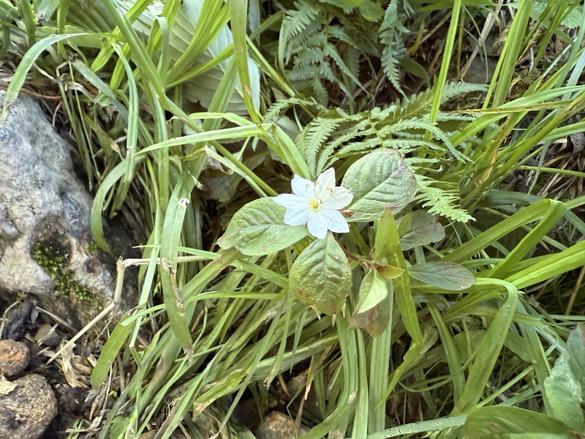 白山の高山植物 ツマトリソウ