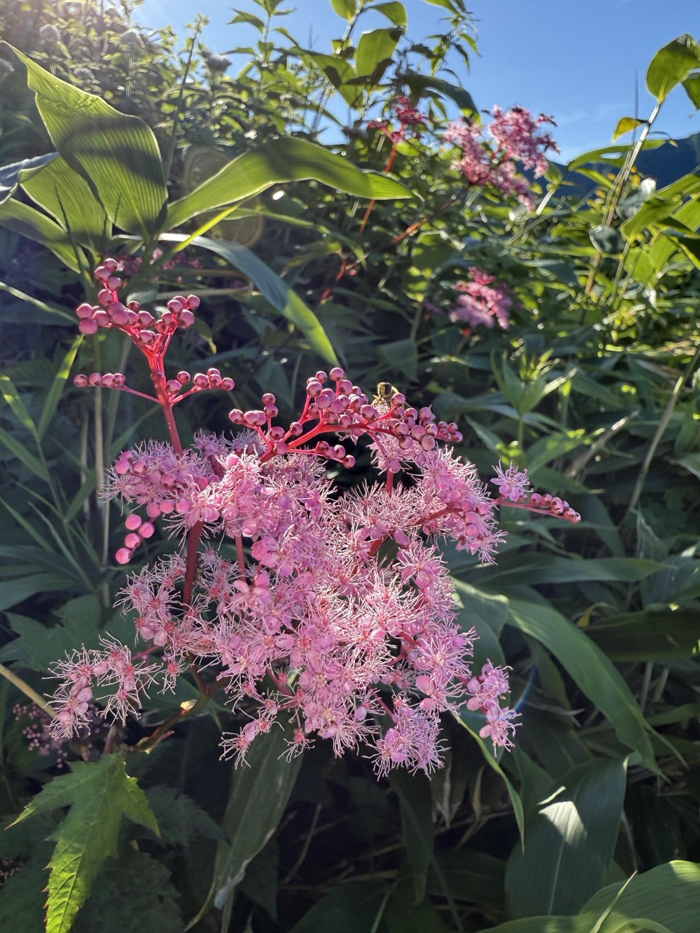 白山の高山植物 シモツケソウ