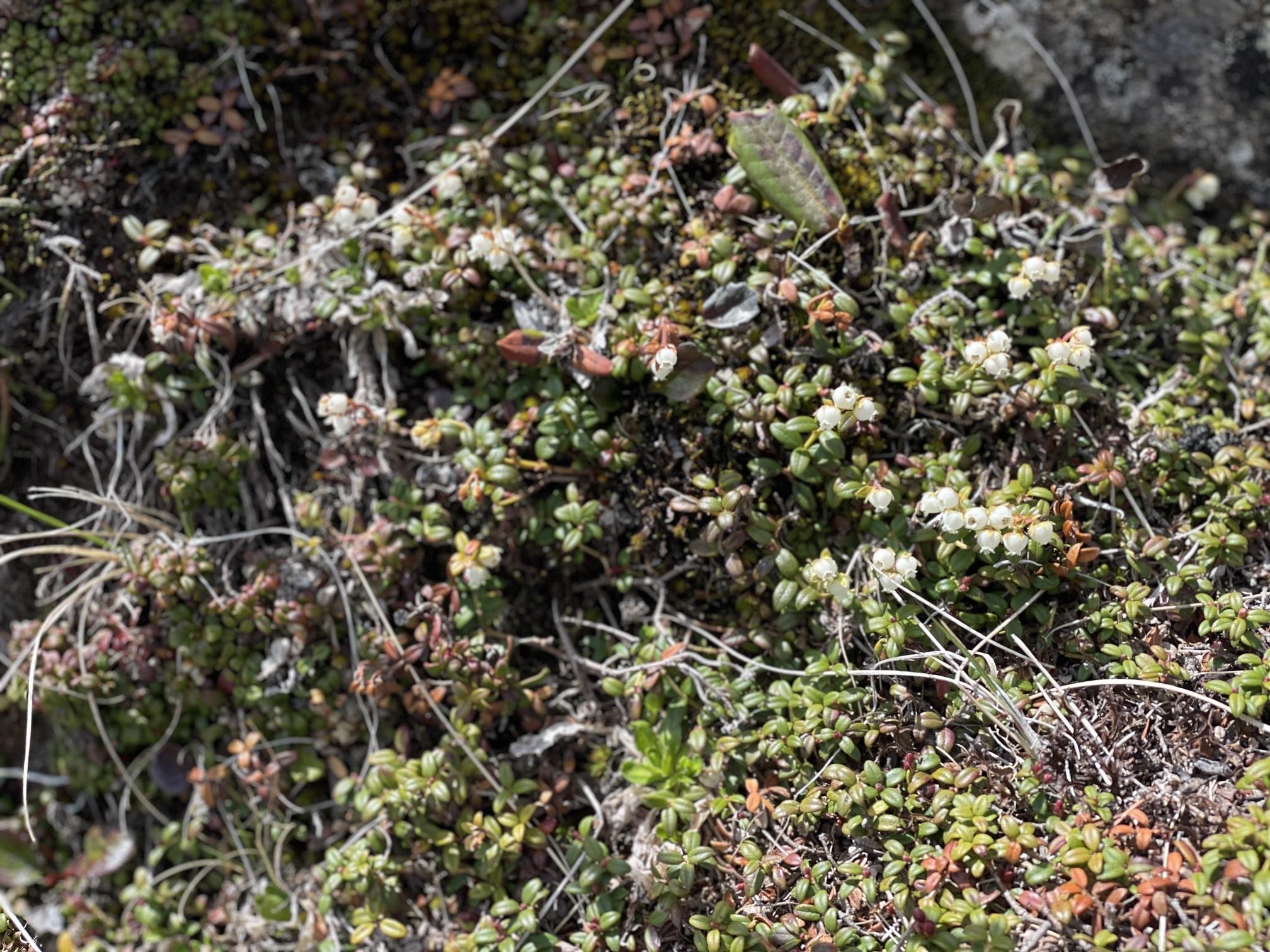 コメバツガザクラ 硫黄岳 高山植物