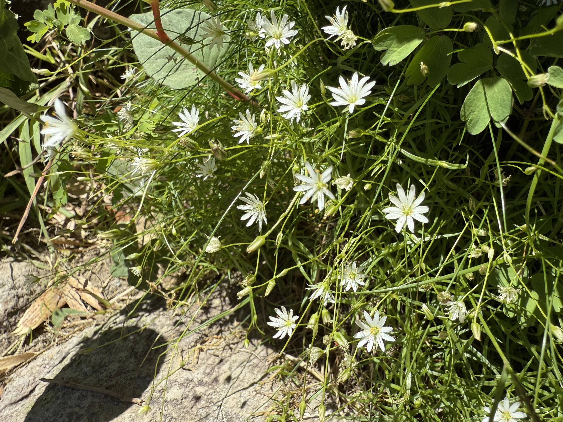 白山の高山植物 イワツメクサ