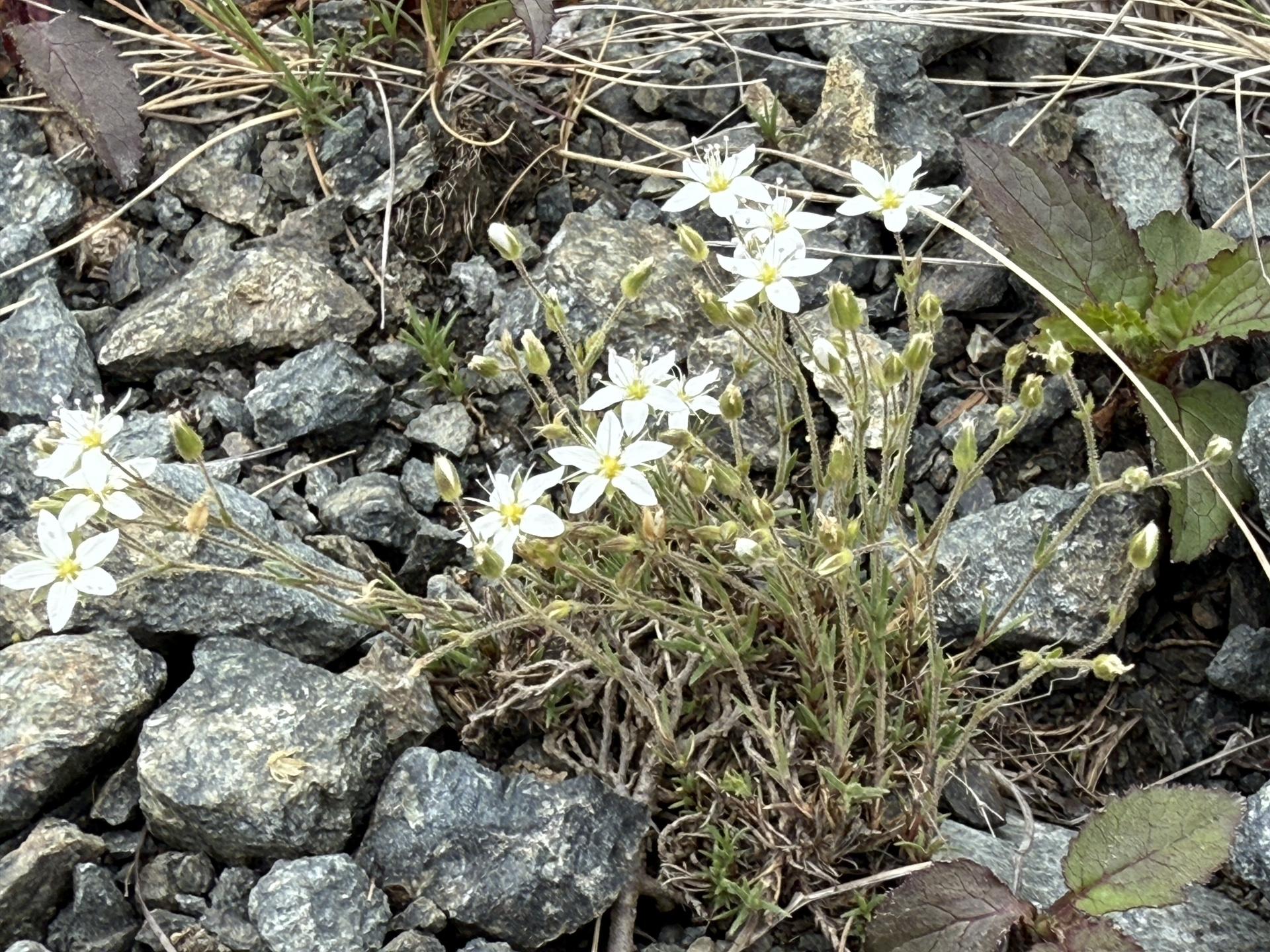 唐松岳 八方尾根 高山植物 2025年7月9日11:29撮影