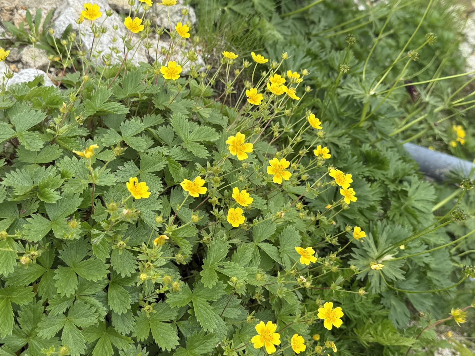 ミヤマキンポウゲ(白馬連峰の高山植物)