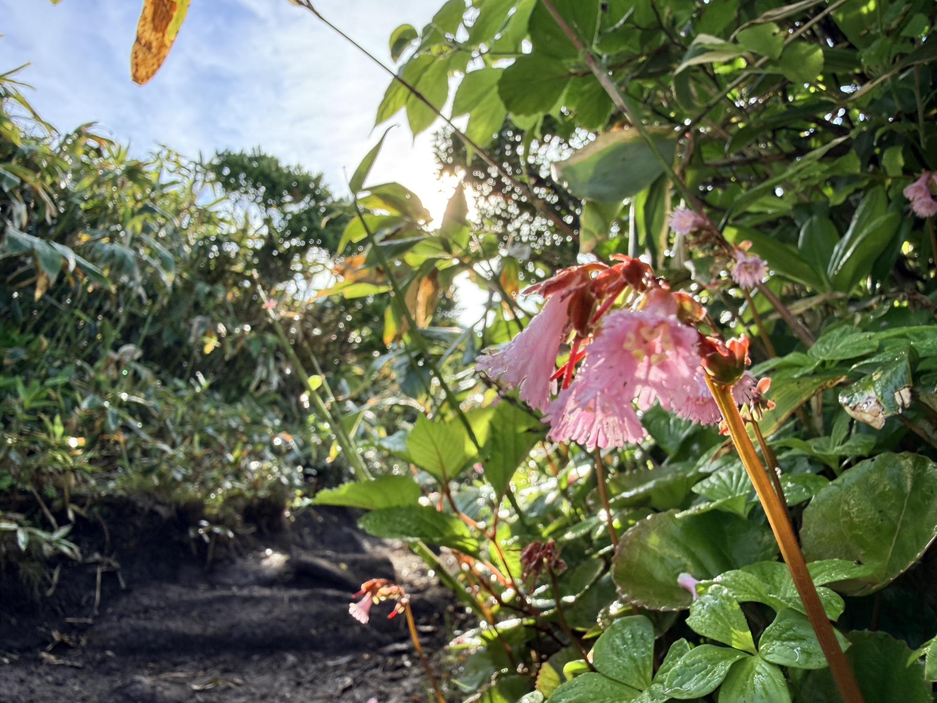 平標山の高山植物 イワカガミ