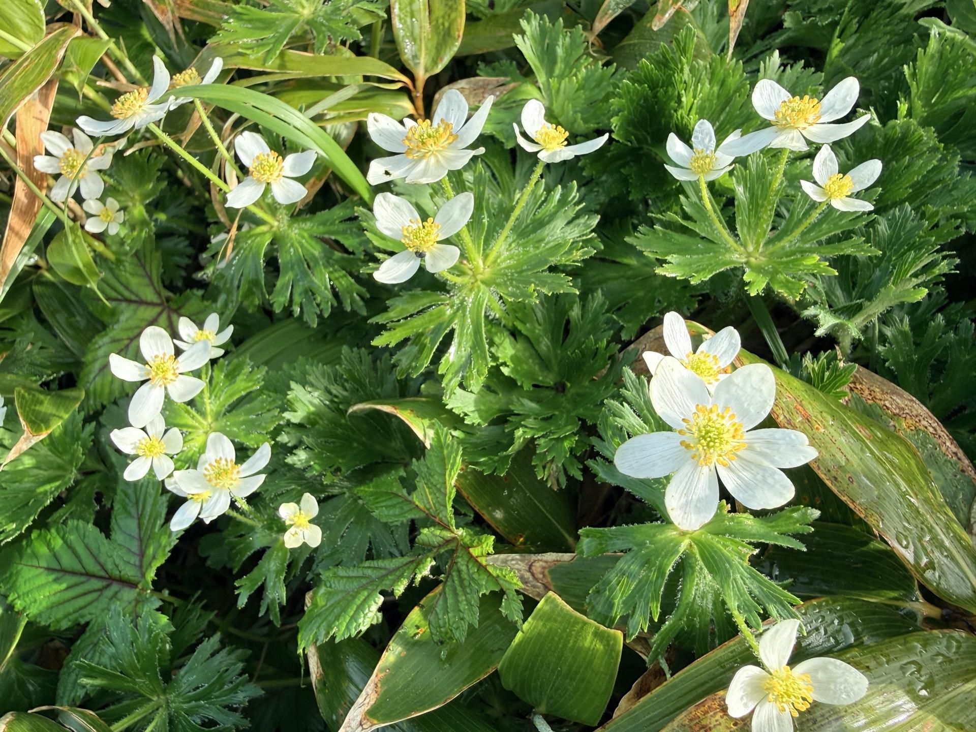 平標山の高山植物 ハクサンイチゲ