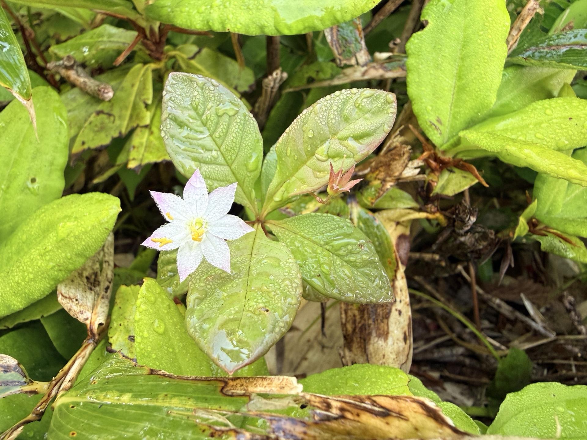 平標山の高山植物 薄ピンクのツマトリソウ