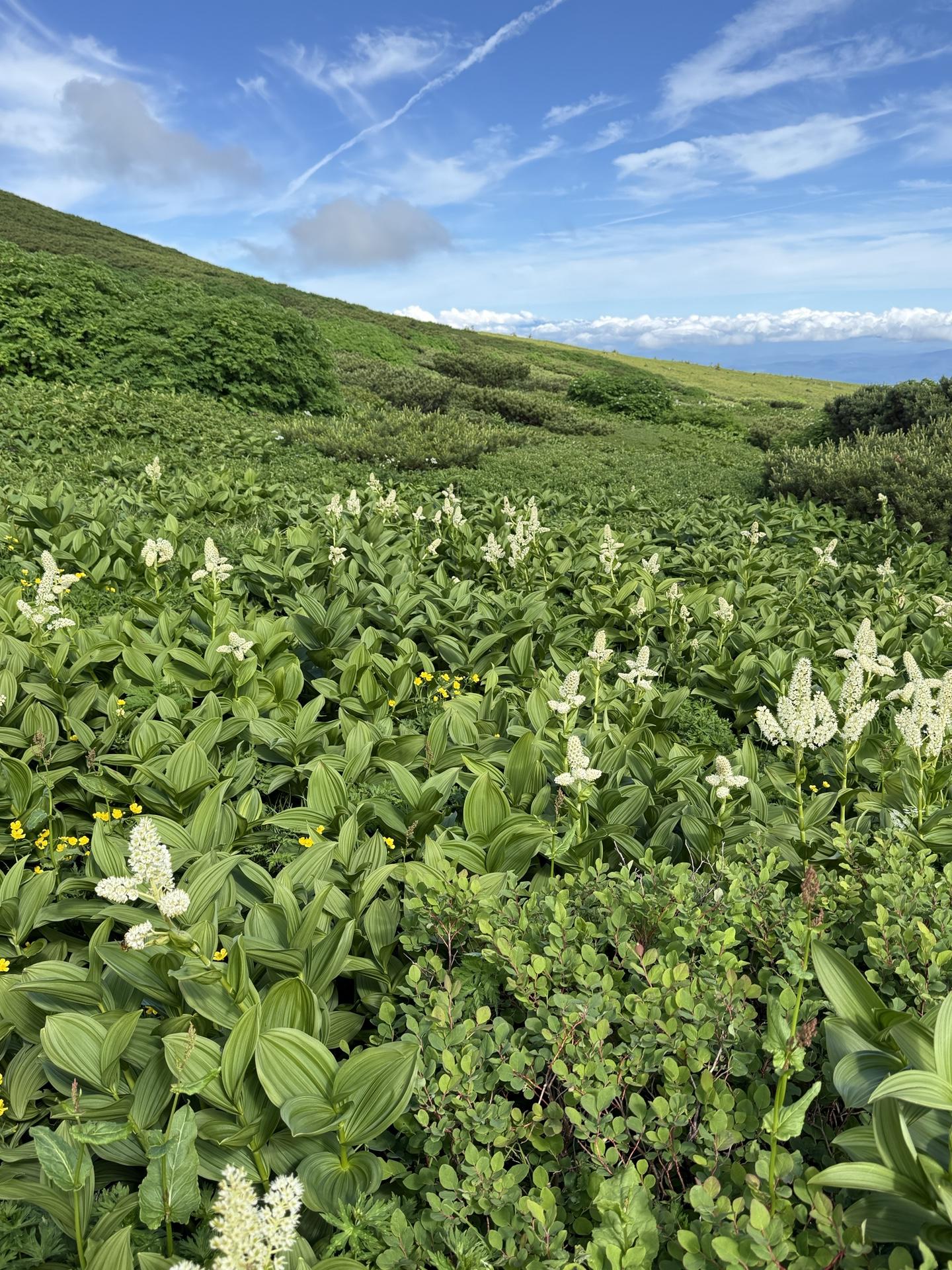 白山の高山植物 コバイケイソウ