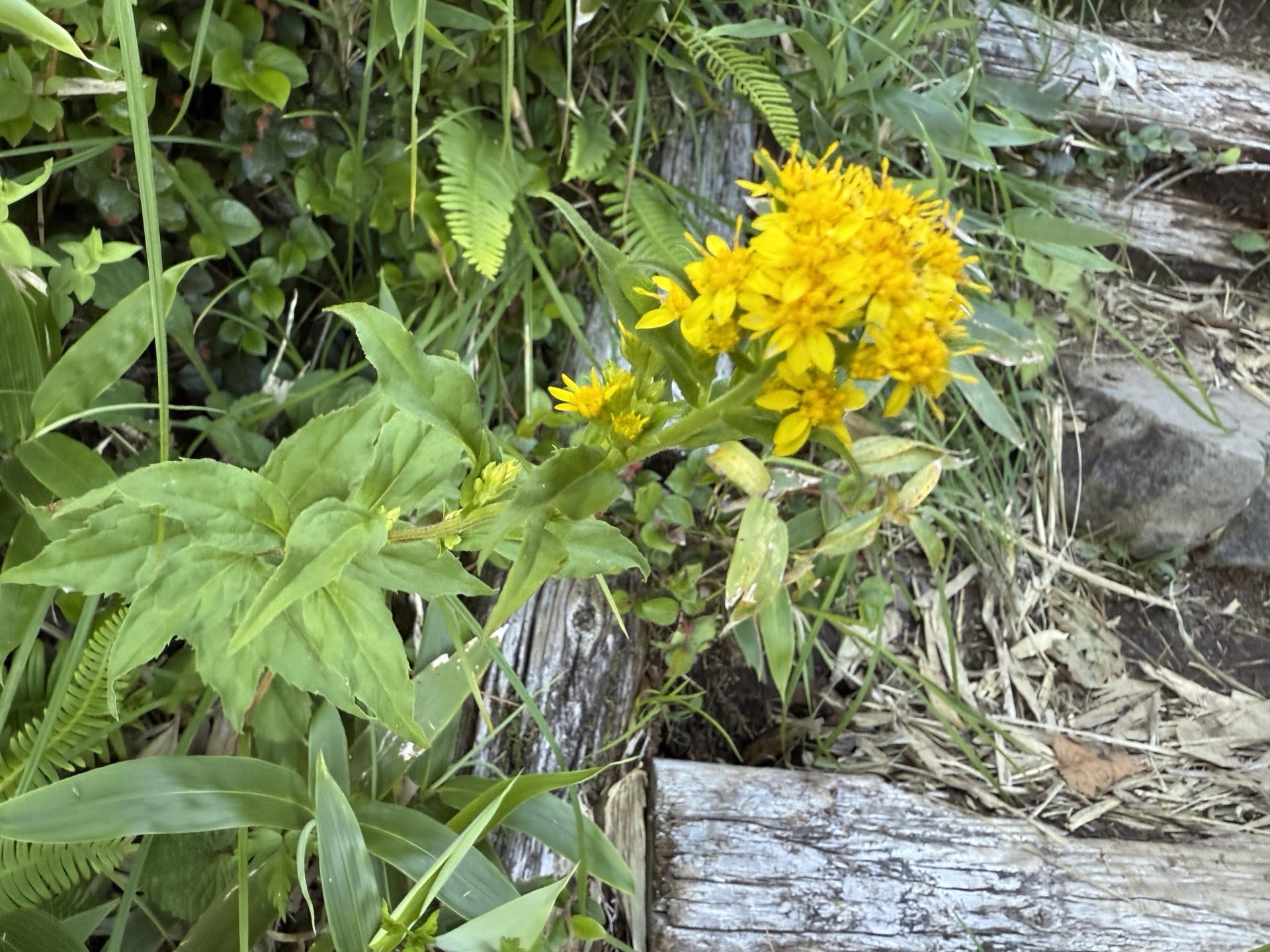 白山の高山植物 ミヤマアキノキリンソウ