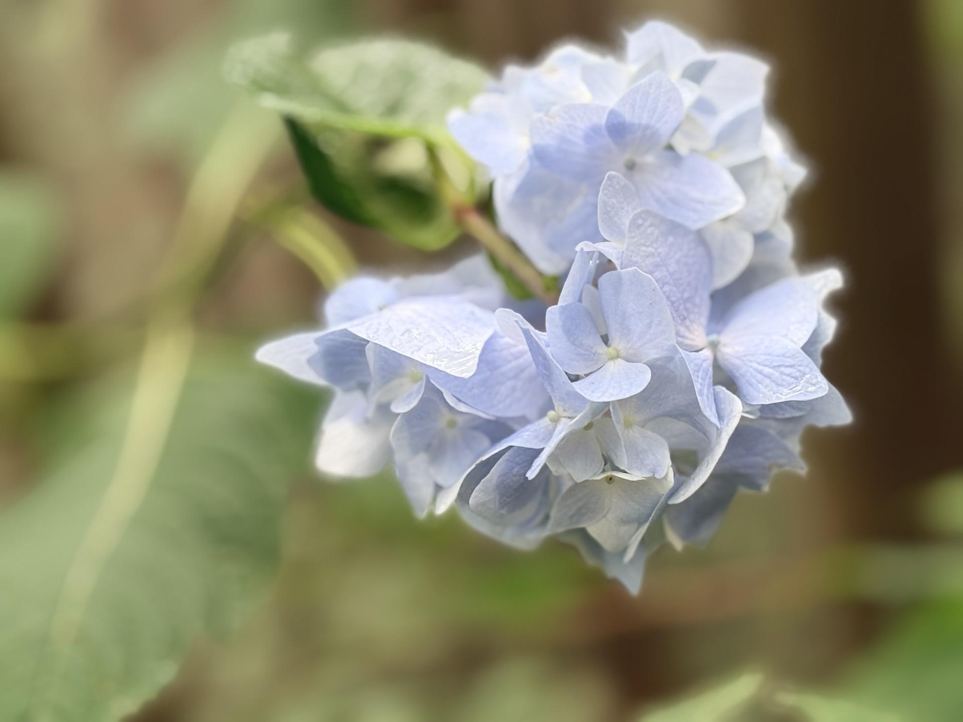 金剛山 紫陽花