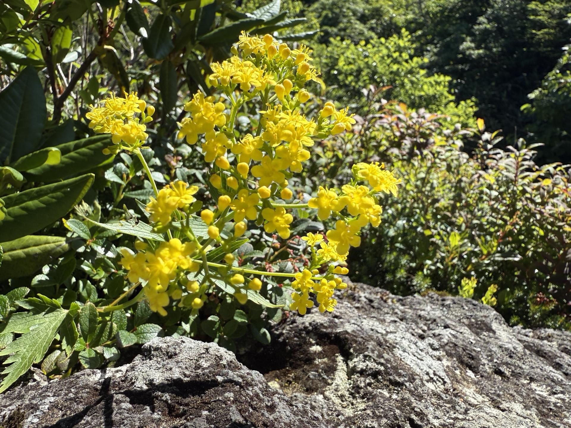 白山の高山植物 ハクサンオミナエシ