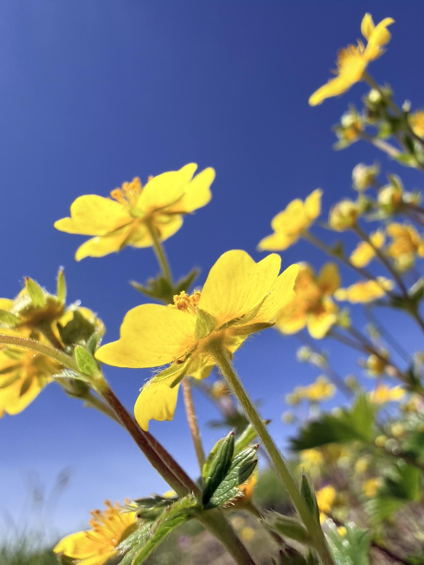 平標山 天空のお花畑 ミヤマキンバイと青空