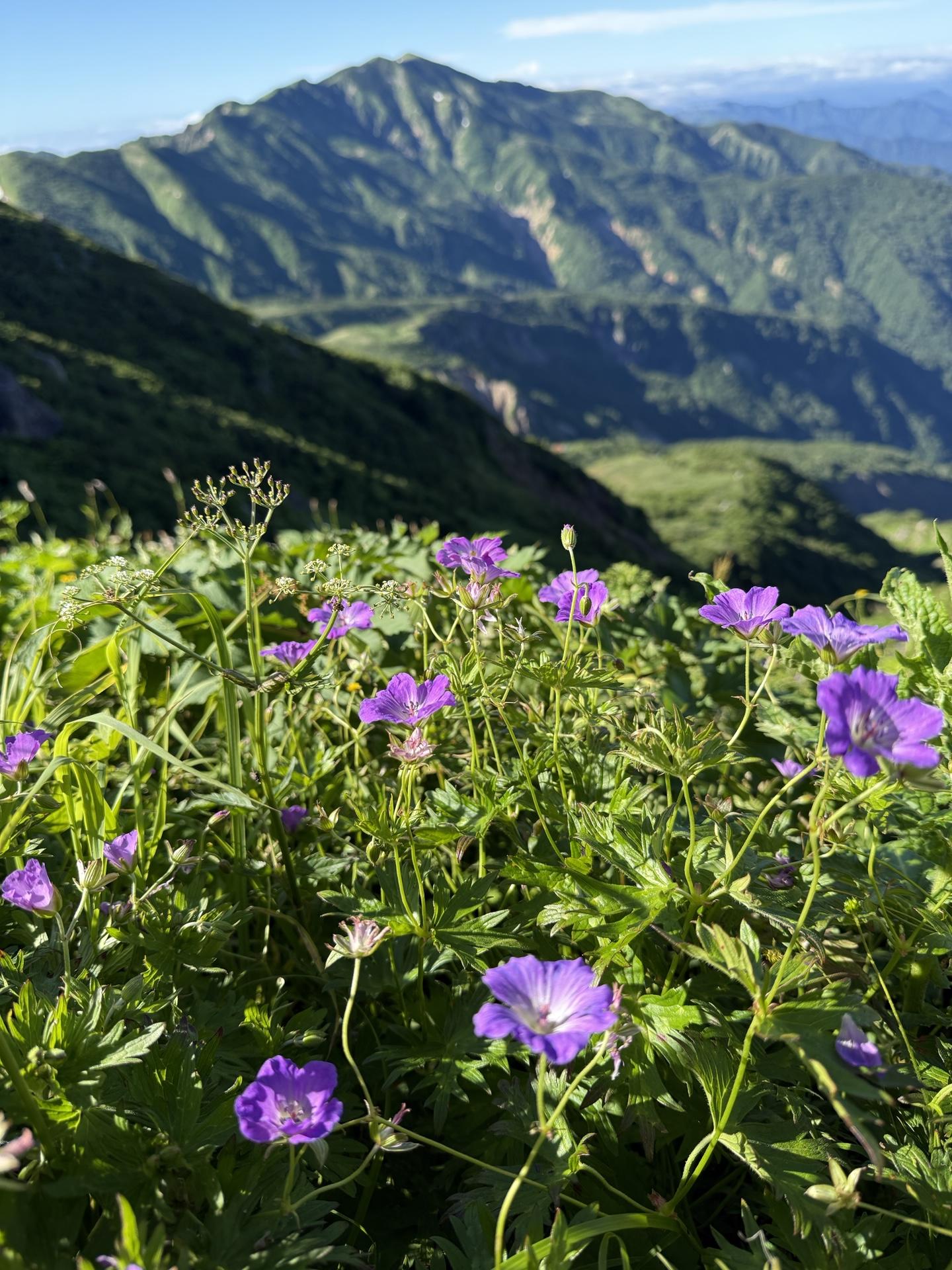 白山の高山植物 ハクサンフウロと別山