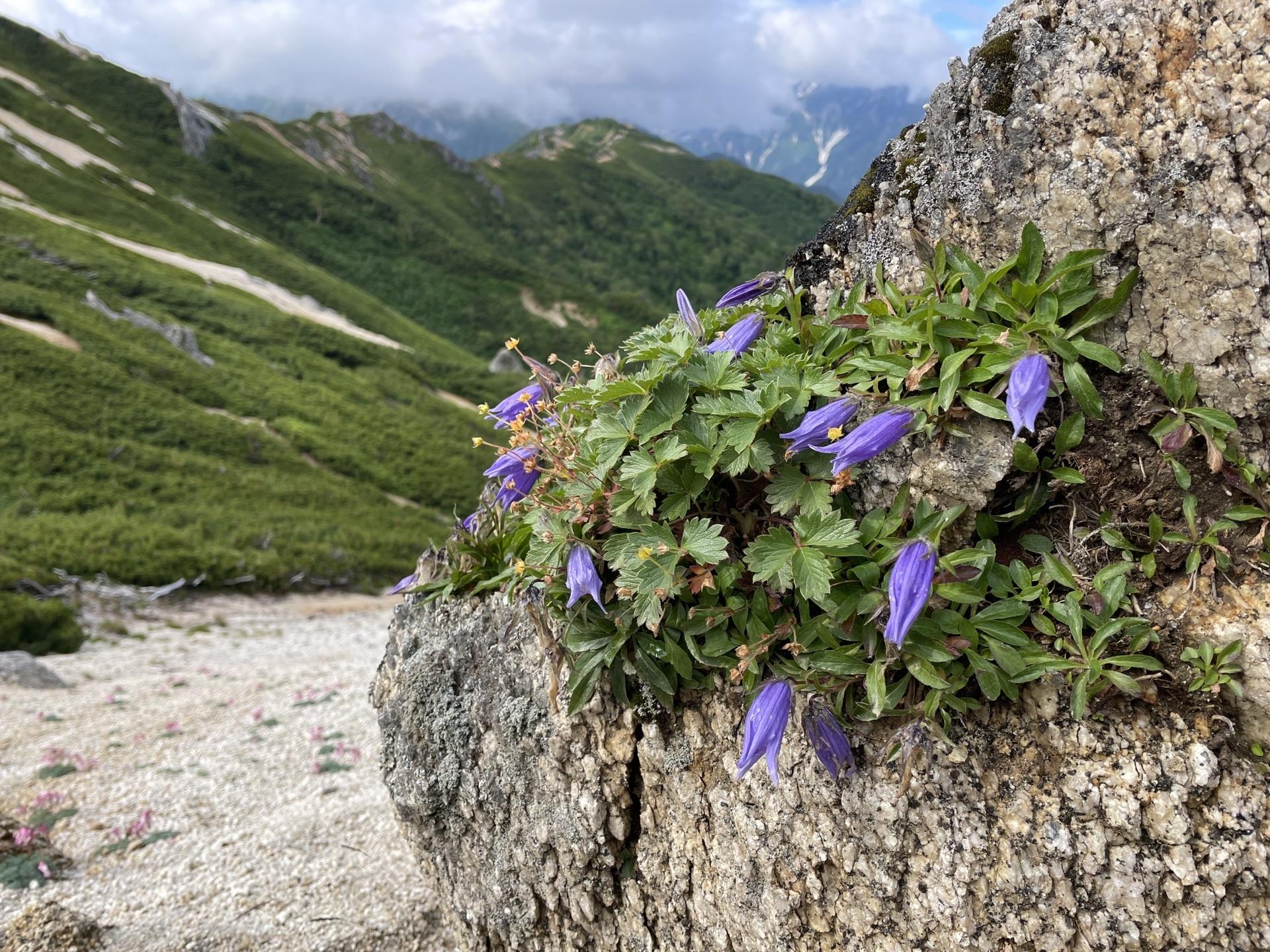 表銀座 燕岳 高山植物 イワギキョウの紫が、白い花崗岩に映えます。