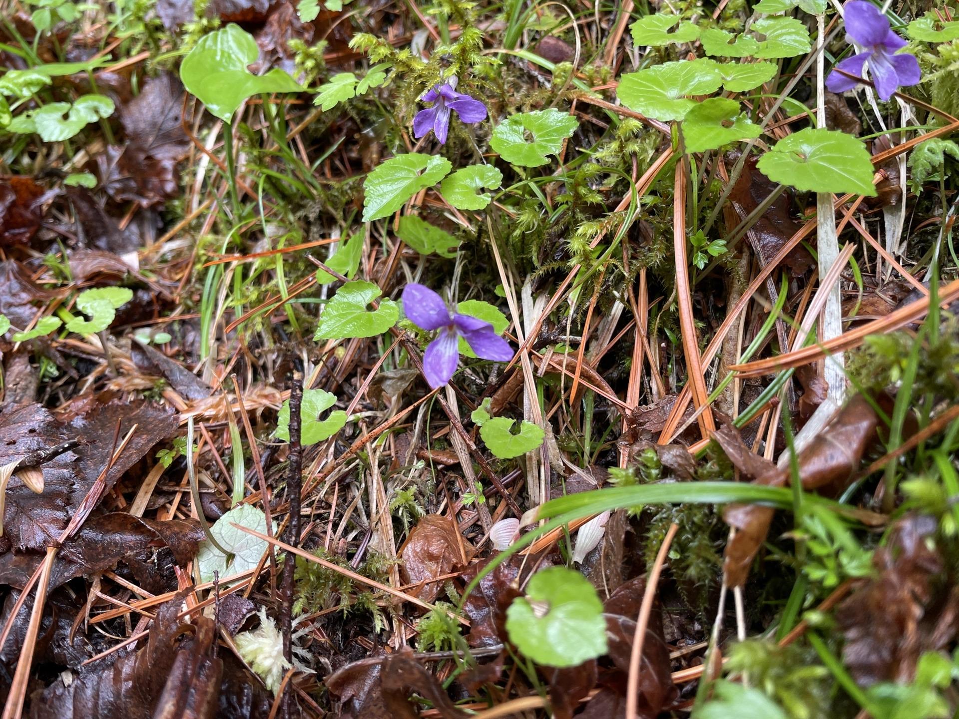 ミヤマスミレ 八ヶ岳 高山植物