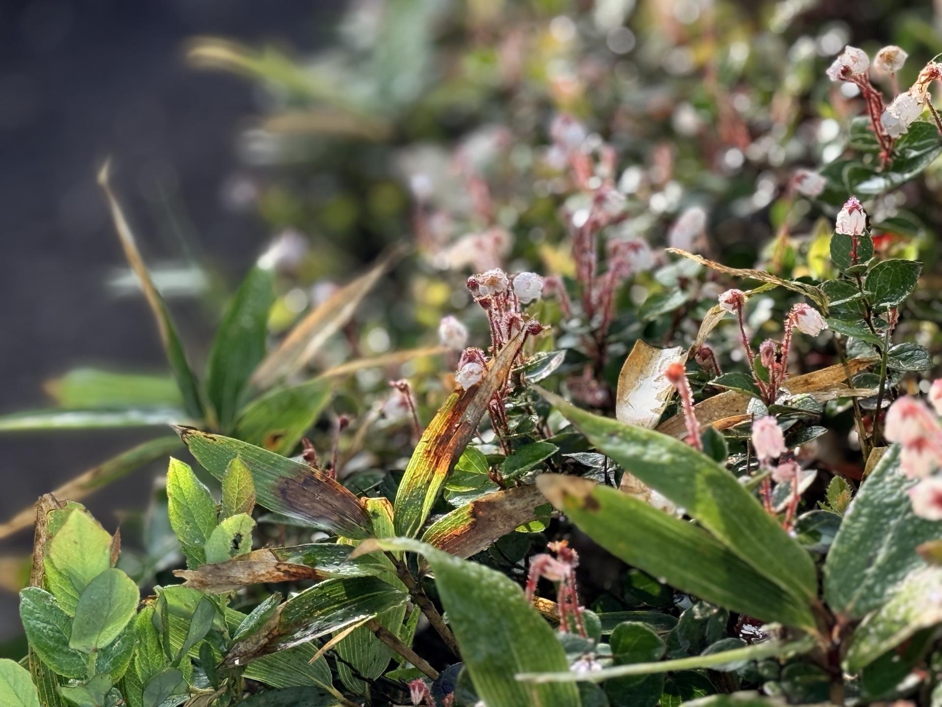 平標山の高山植物 アカモノ