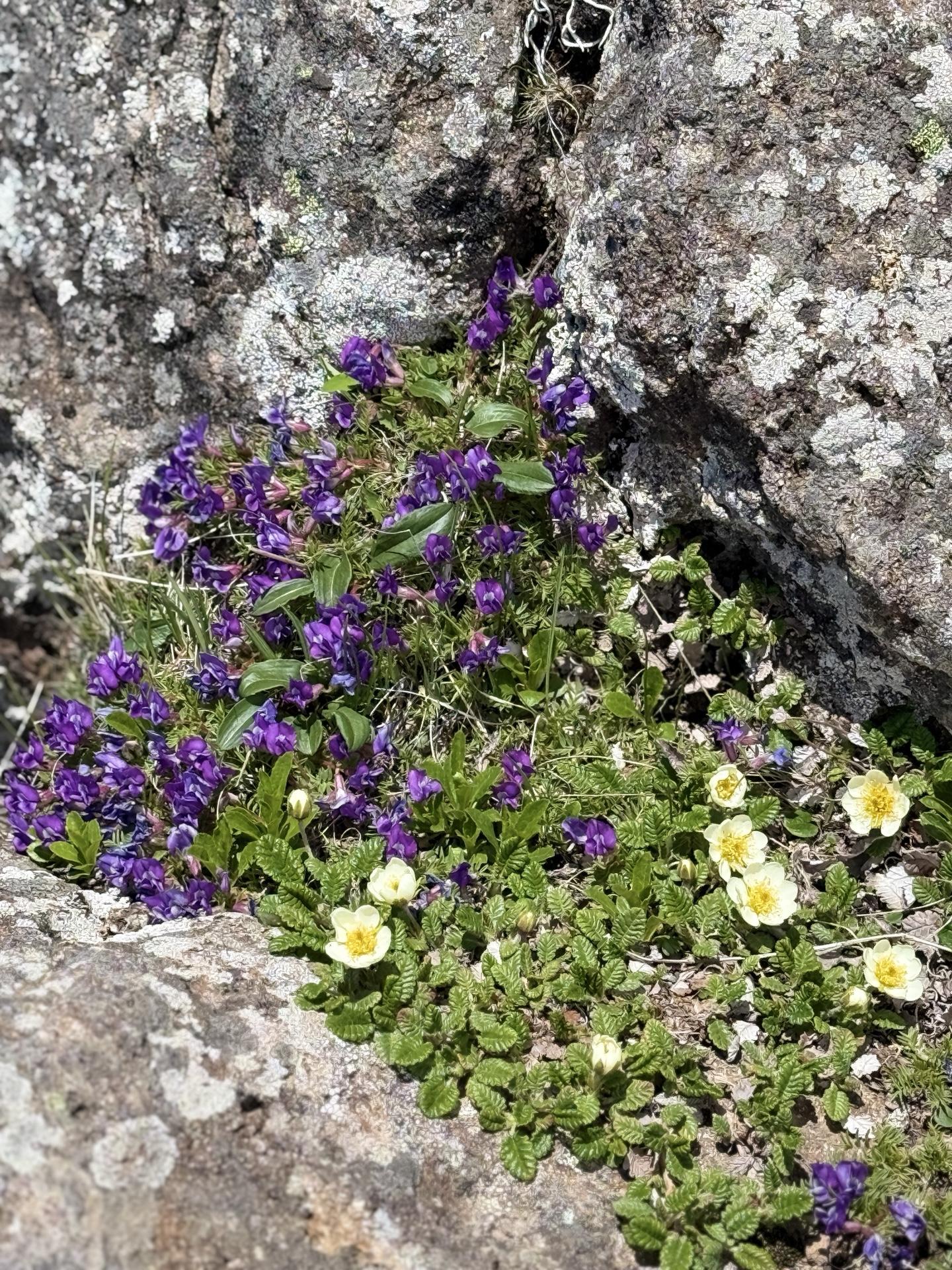 赤岳 高山植物の競演