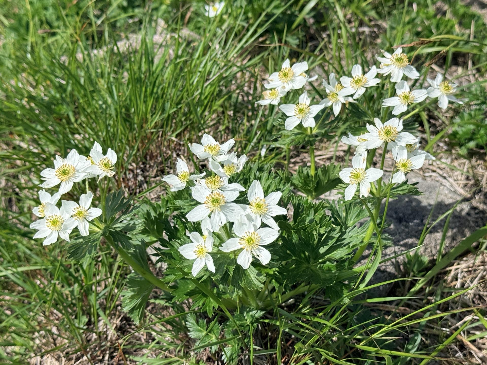 平標山 密集して咲くハクサンイチゲはまるでブーケ