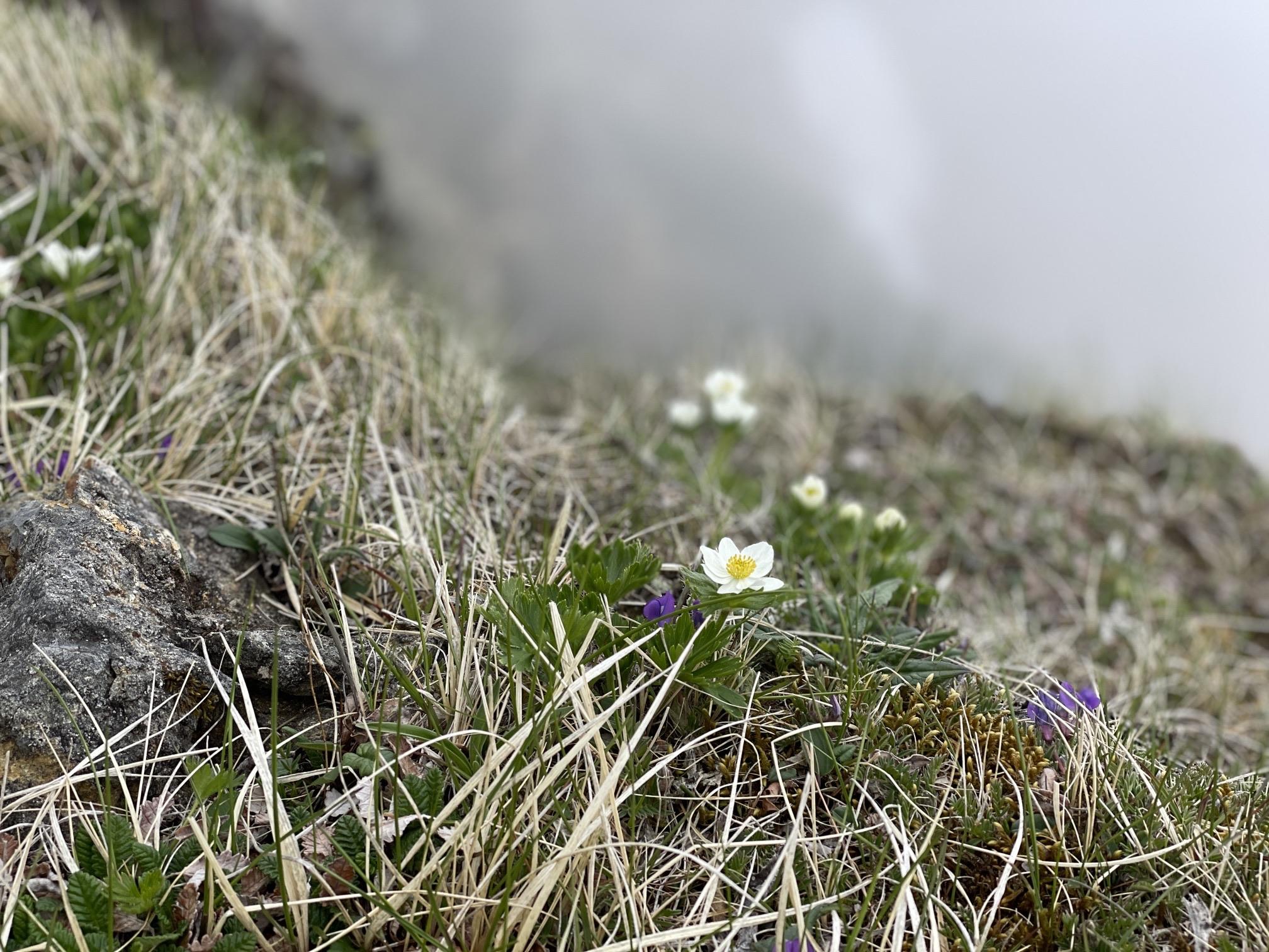 横岳 高山植物 お花畑