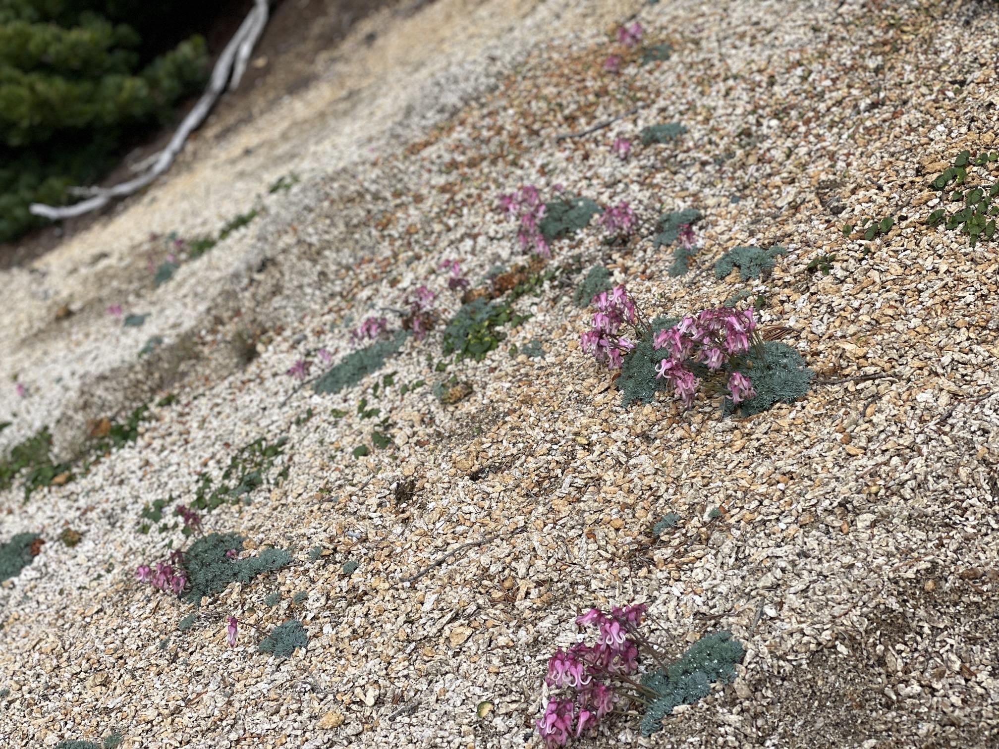 表銀座 燕岳 高山植物 砂礫地に点々と咲くコマクサの群落。