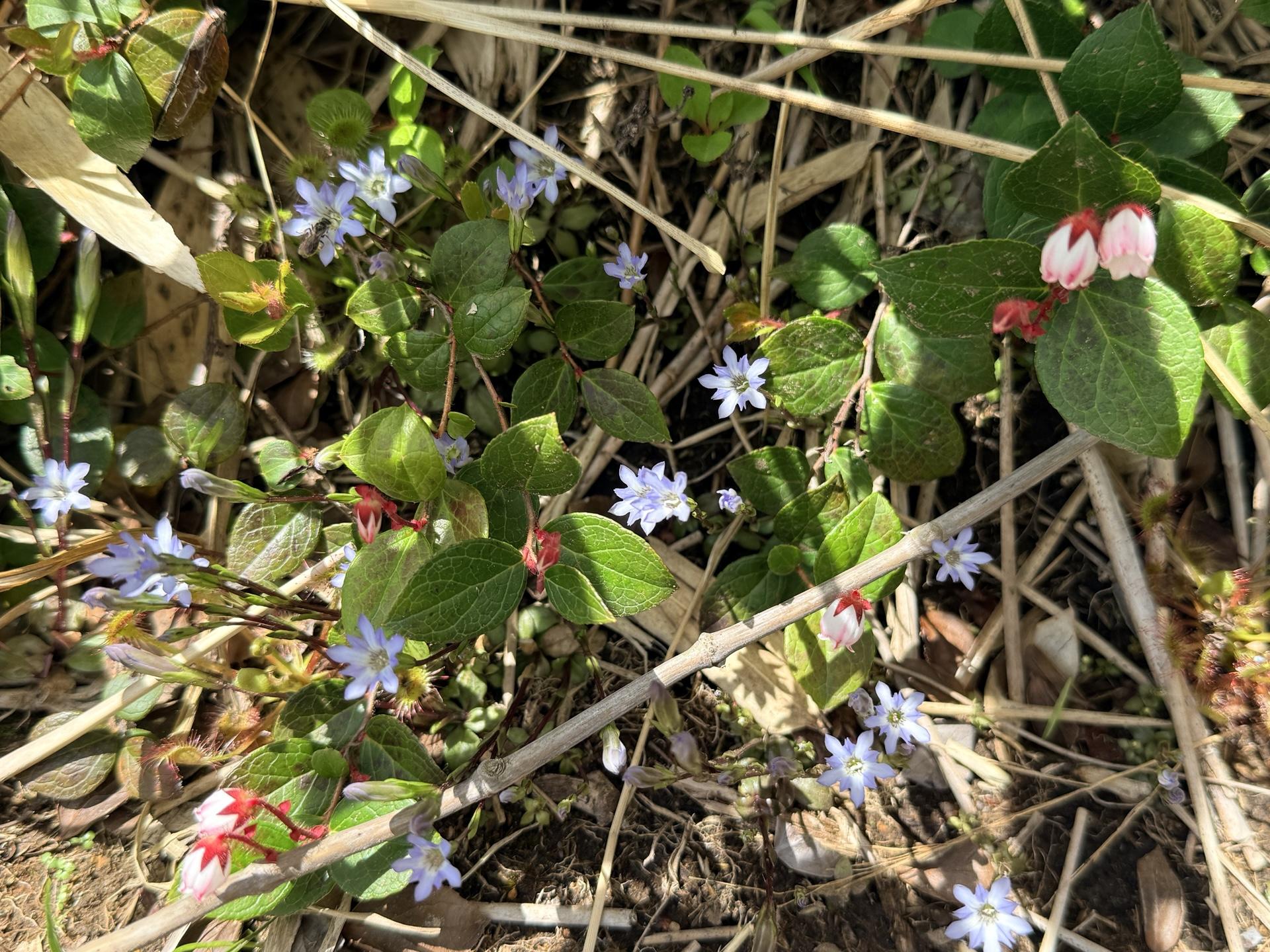 平標山の高山植物 ミヤマリンドウ