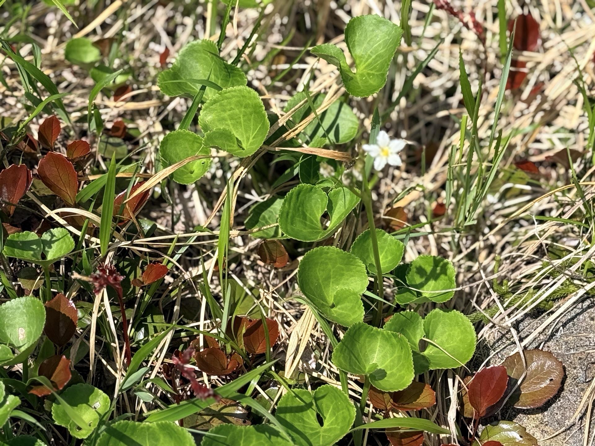 平標山の高山植物 イワイチョウ