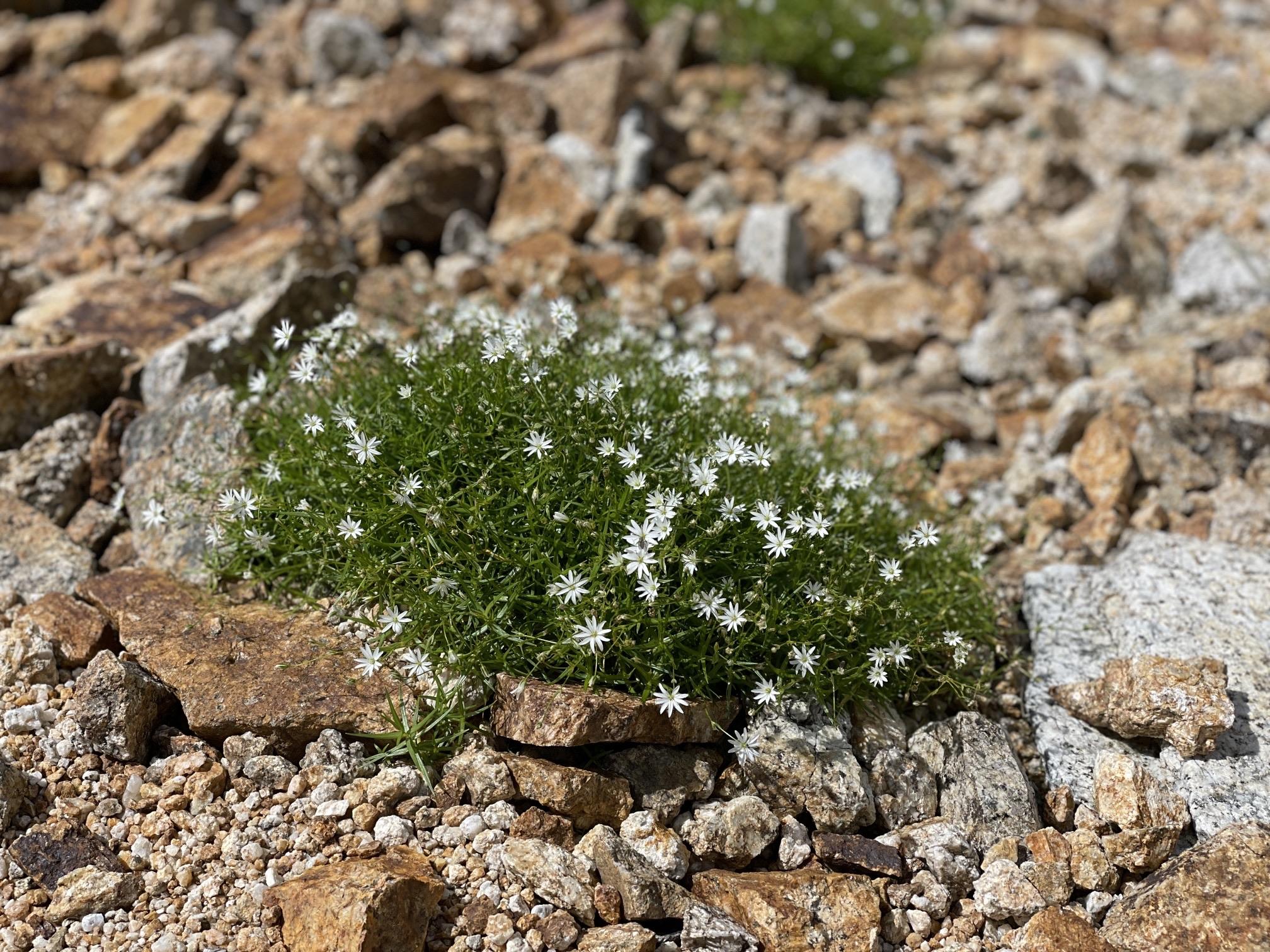 表銀座 喜作新道 高山植物 イワツメクサの群生。稜線の岩場を彩る白い星。