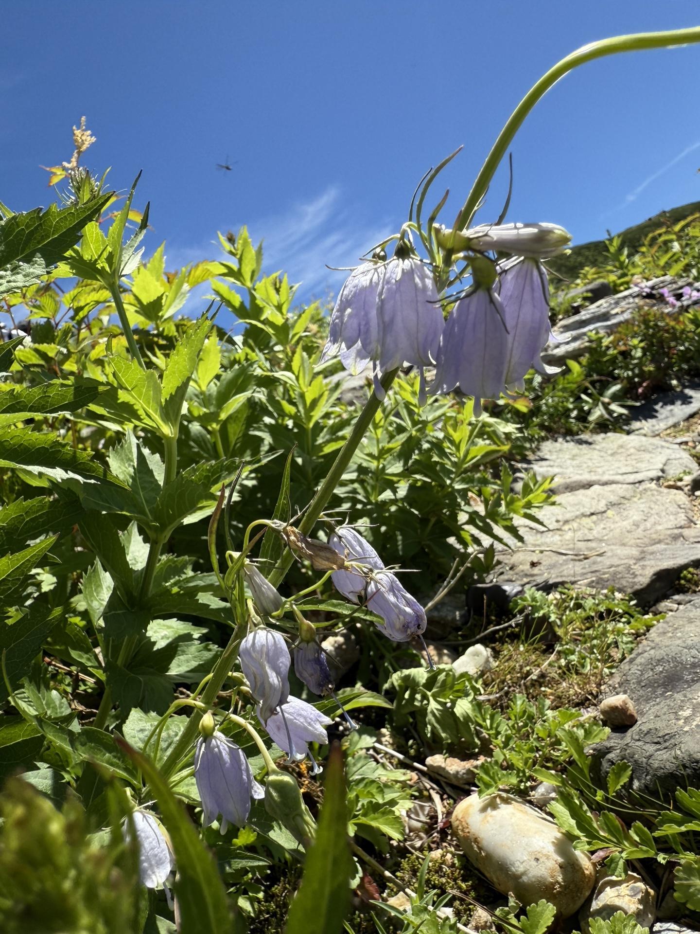 白山の高山植物 ハクサンシャジン