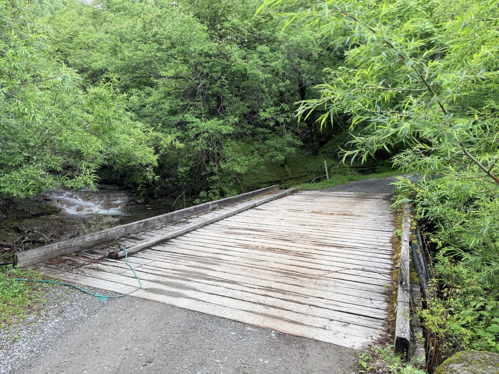 赤岳 クリンソウと林道