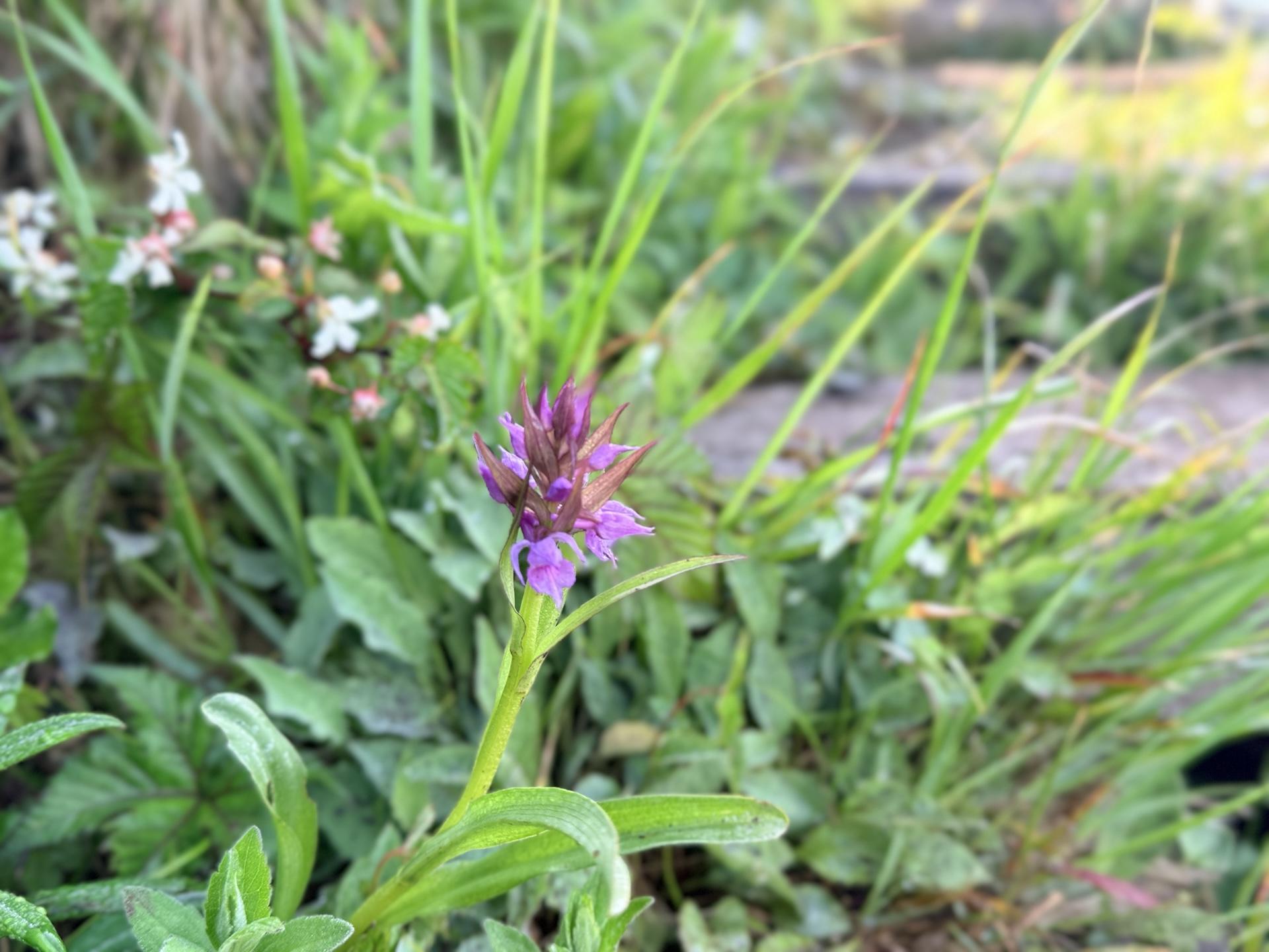 平標山の高山植物 ハクサンチドリ