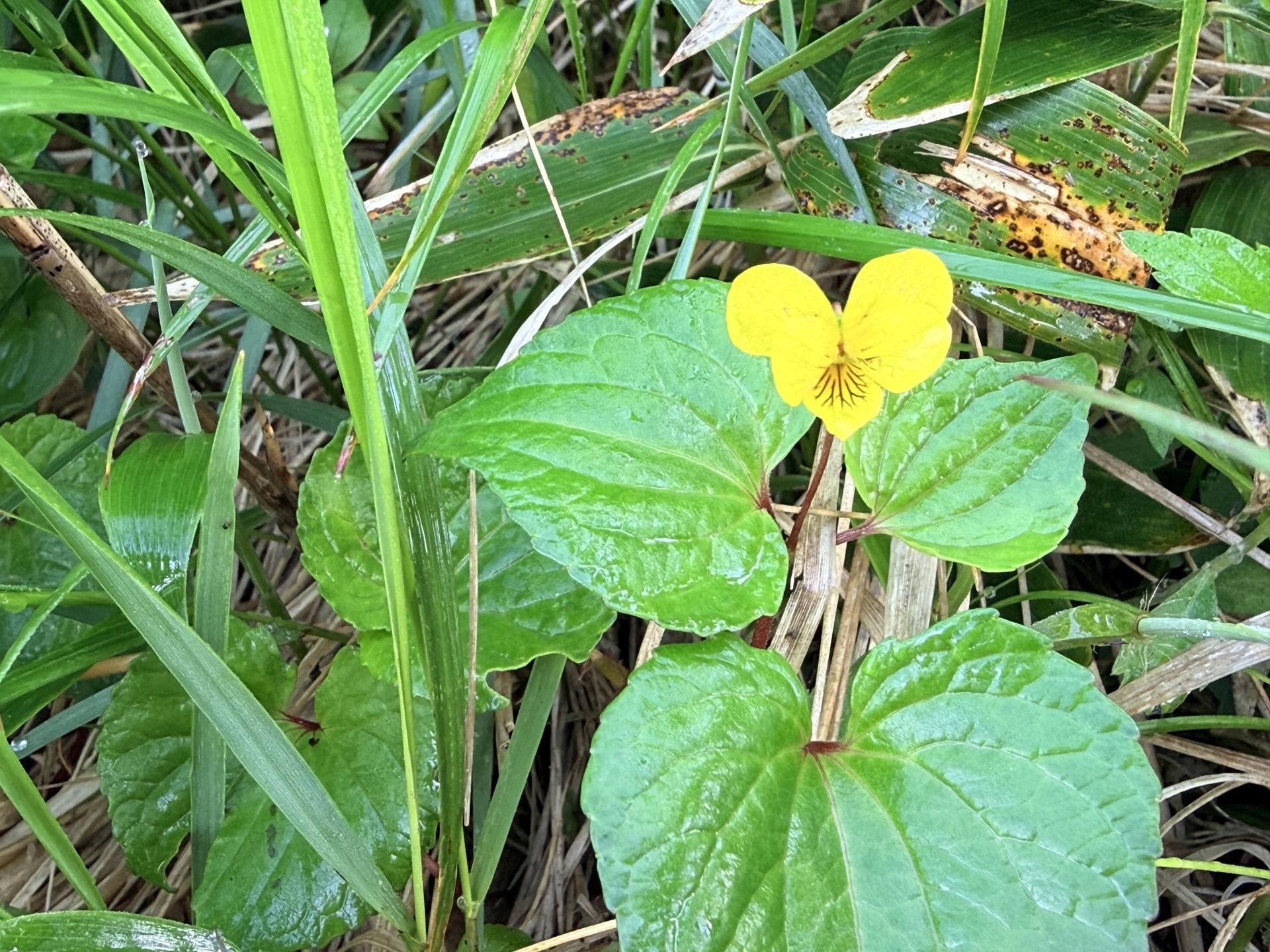 平標山の高山植物 ナエバキスミレ