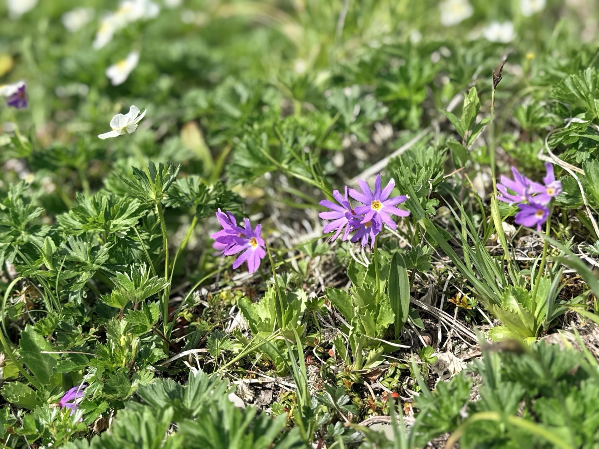平標山の高山植物 ハクサンコザクラ