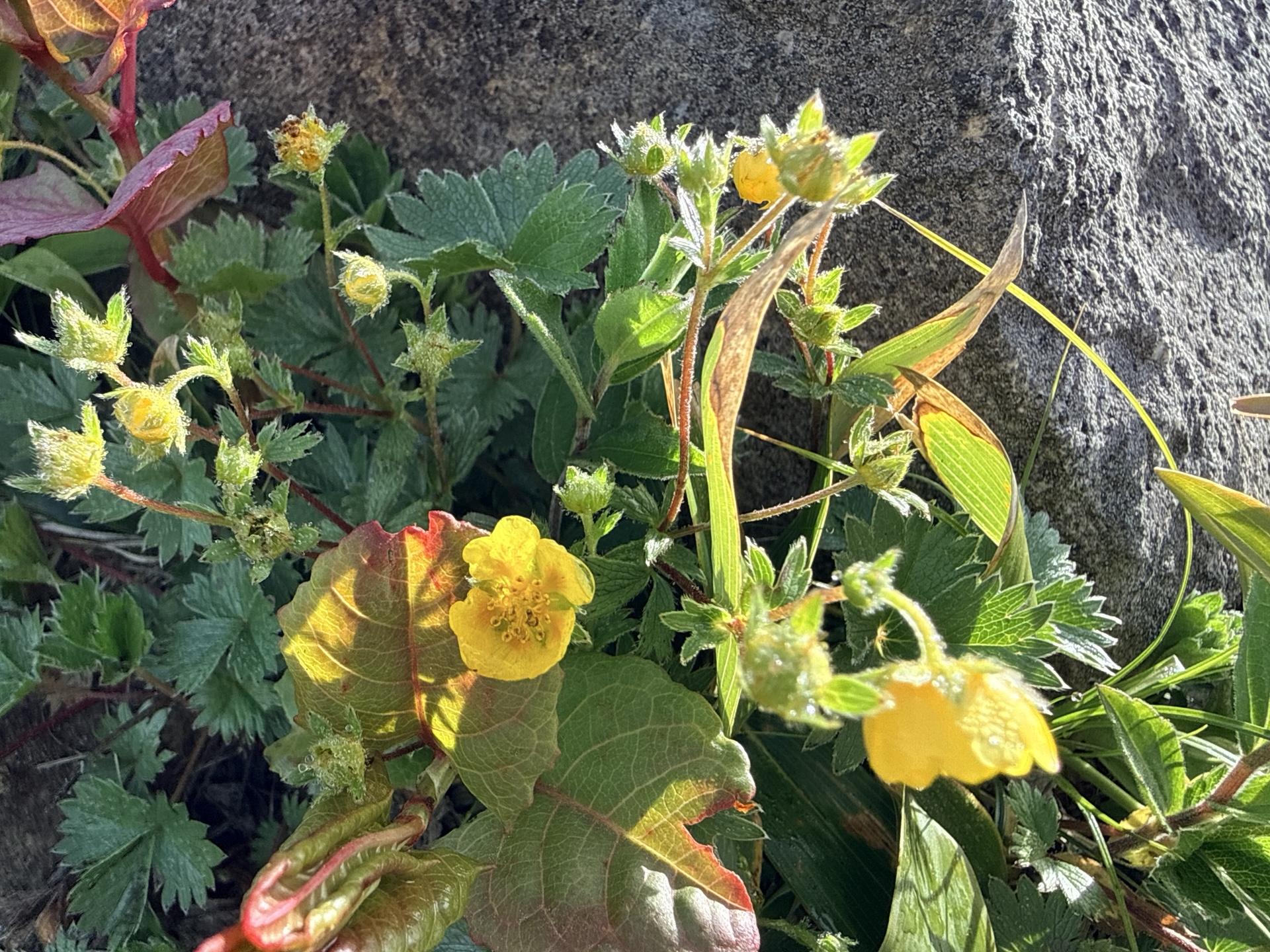 平標山の高山植物 ミヤマキンバイ