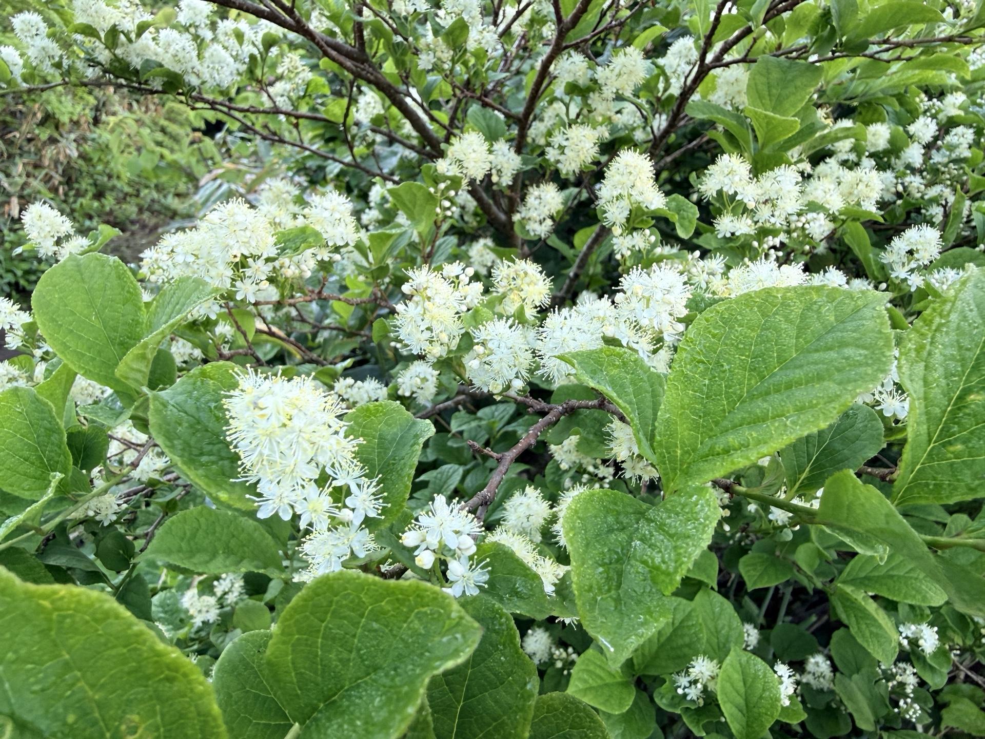平標山の高山植物 サワフタギ