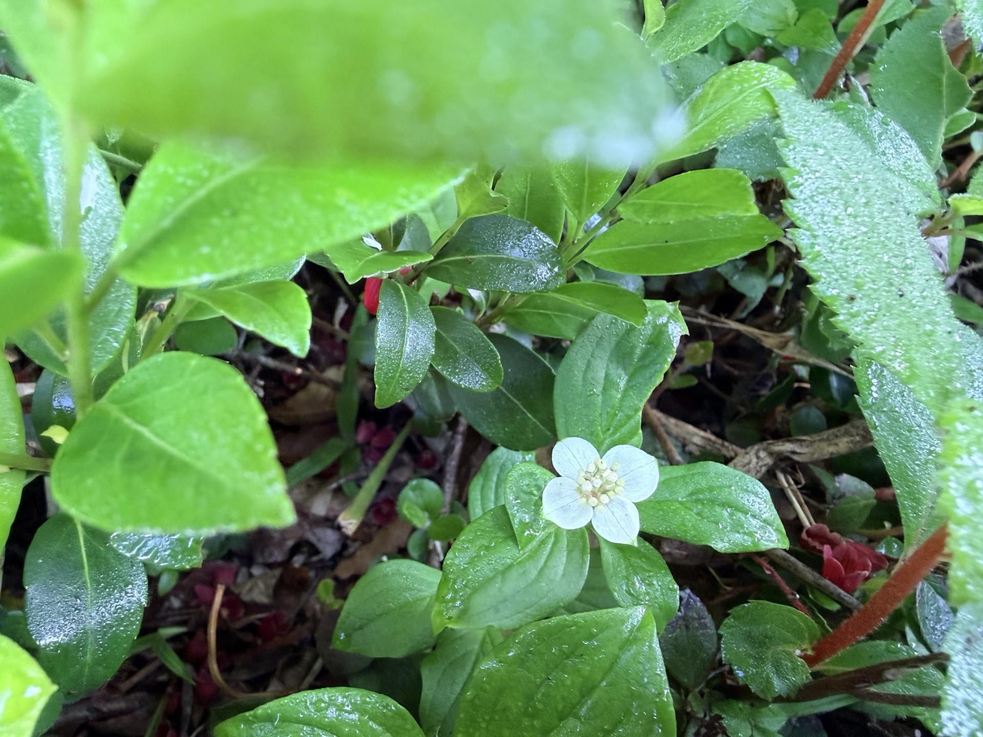 平標山の高山植物 ゴゼンタチバナ