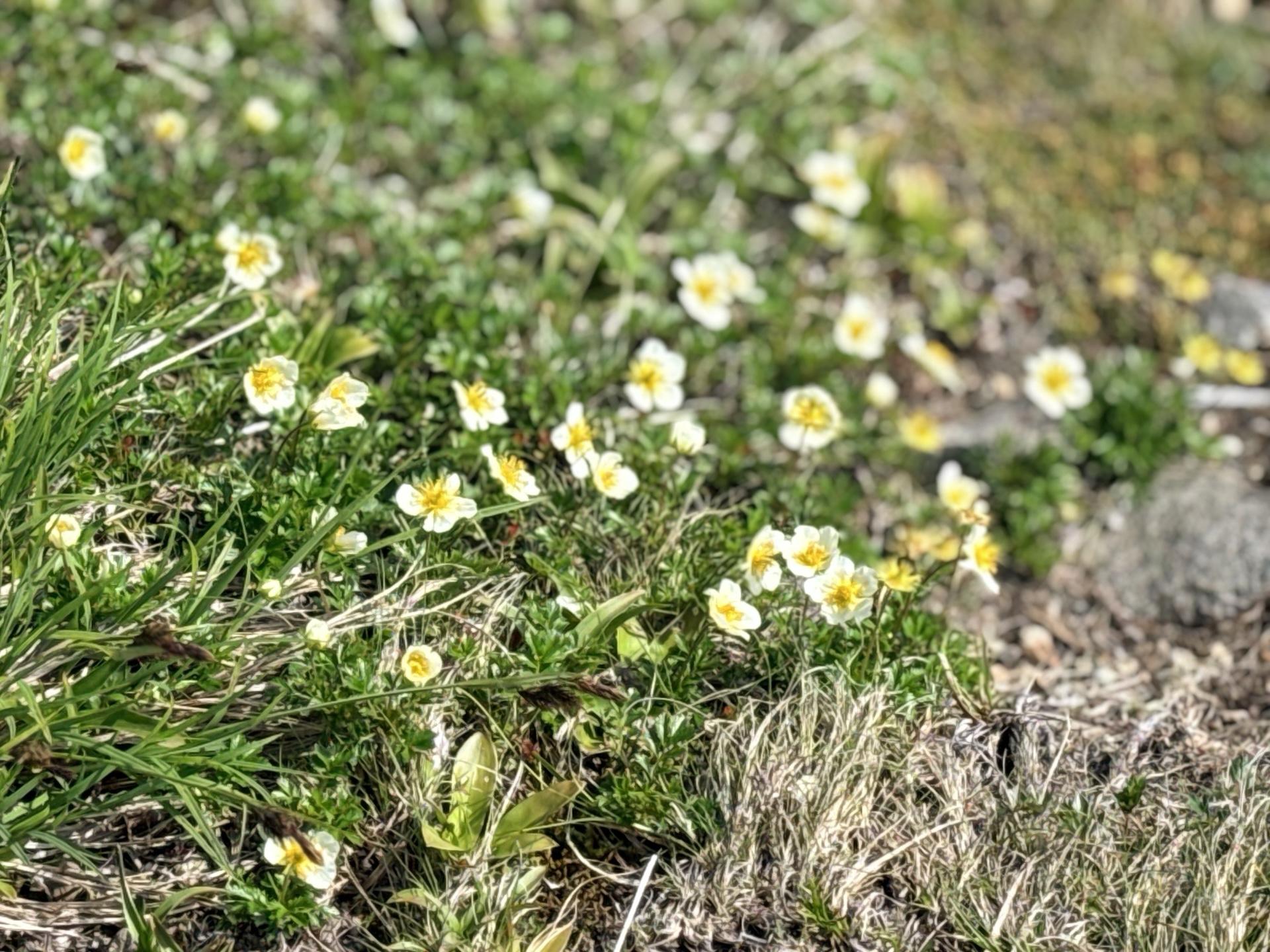 平標山の高山植物 チングルマ