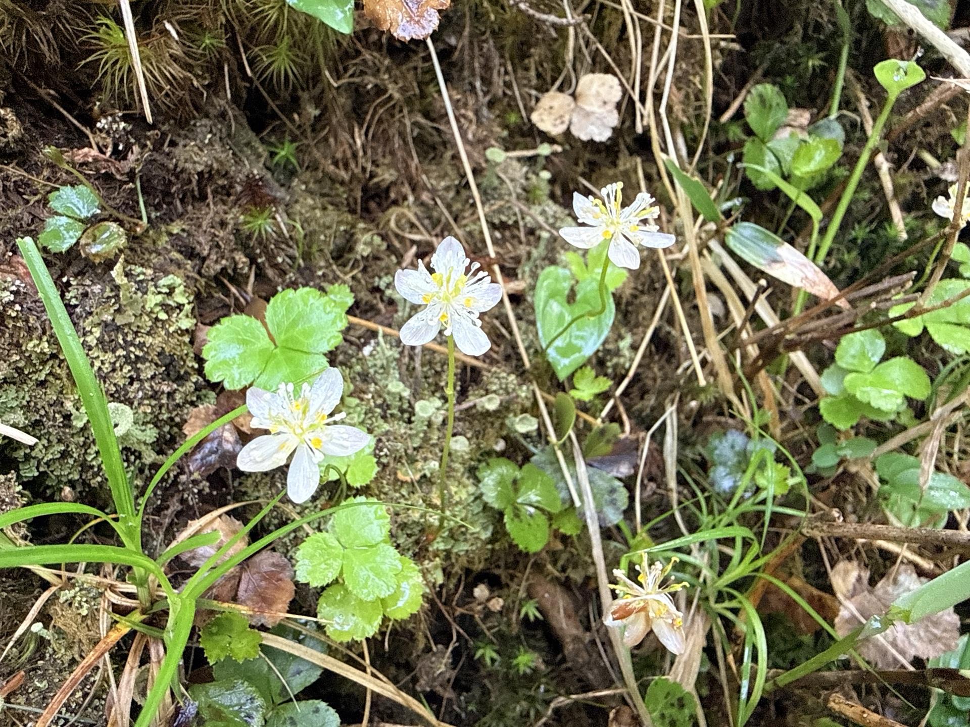平標山の高山植物 ミツバオウレン