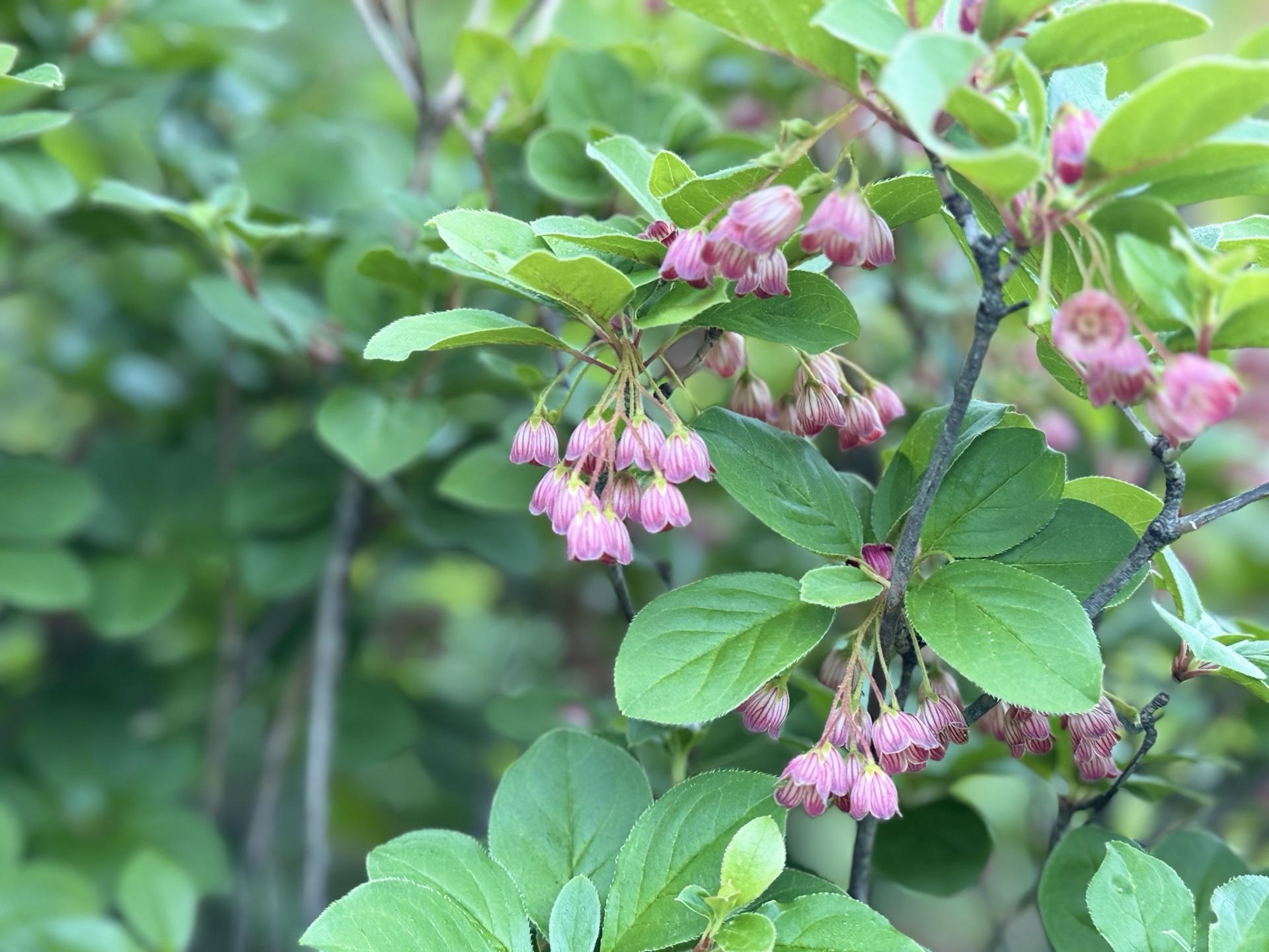 平標山の高山植物 サラサドウダン