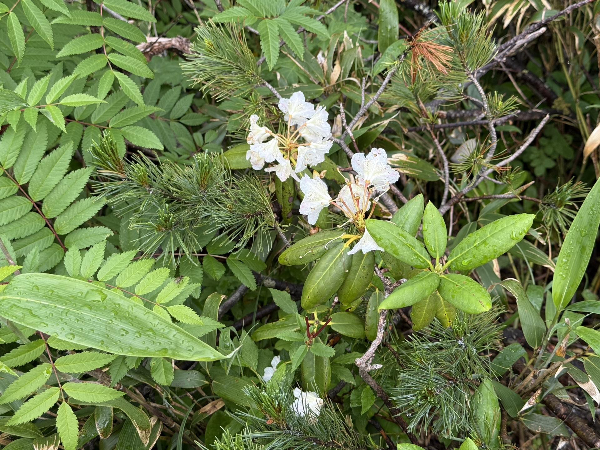 ハクサンシャクナゲ(白馬連峰の高山植物)