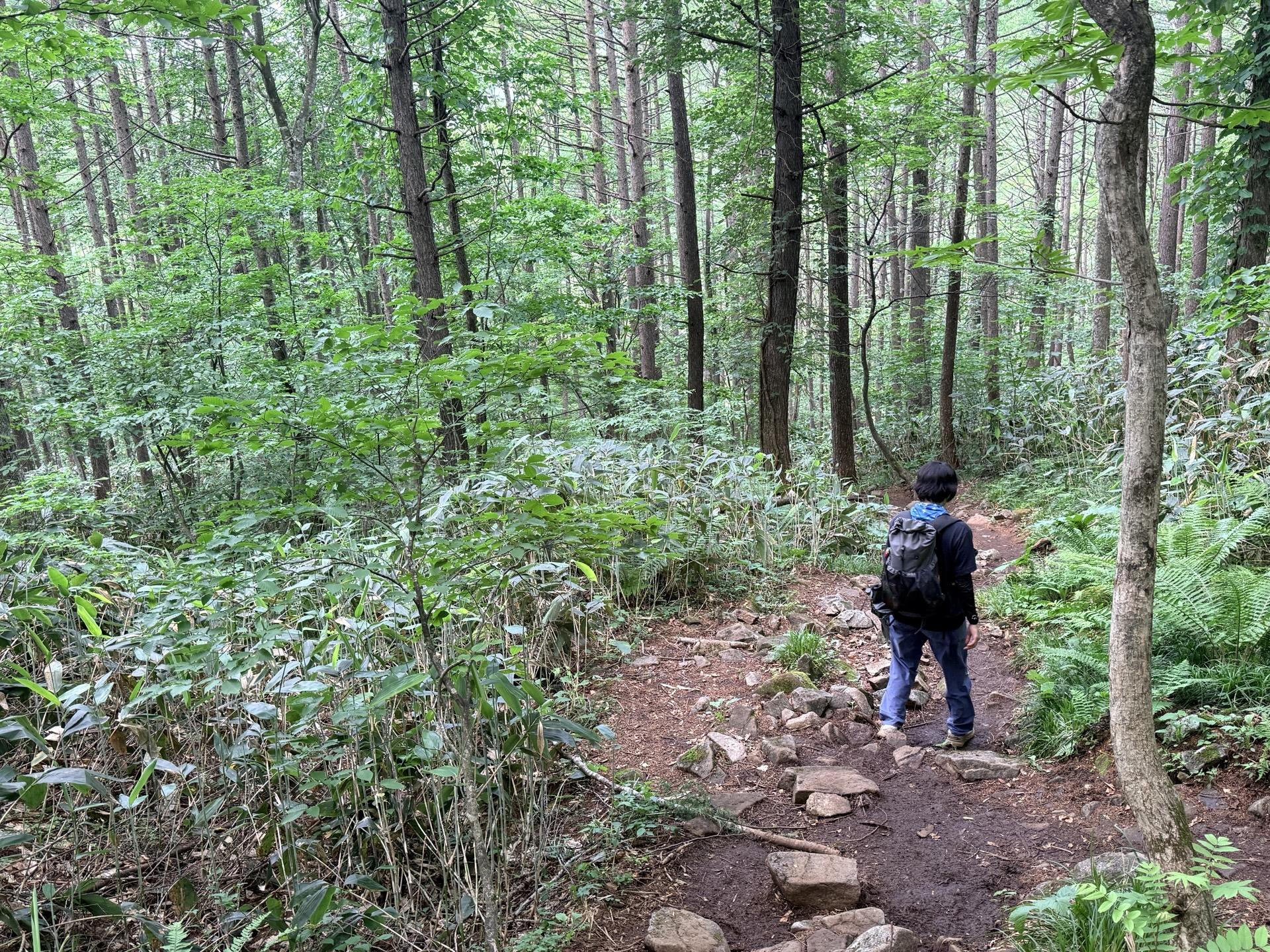平標山 山の家から下は、ずっと熊笹の森林地帯