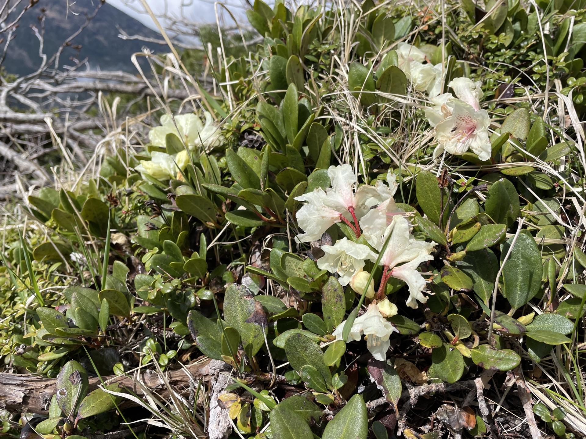 キバナシャクナゲ 硫黄岳 高山植物
