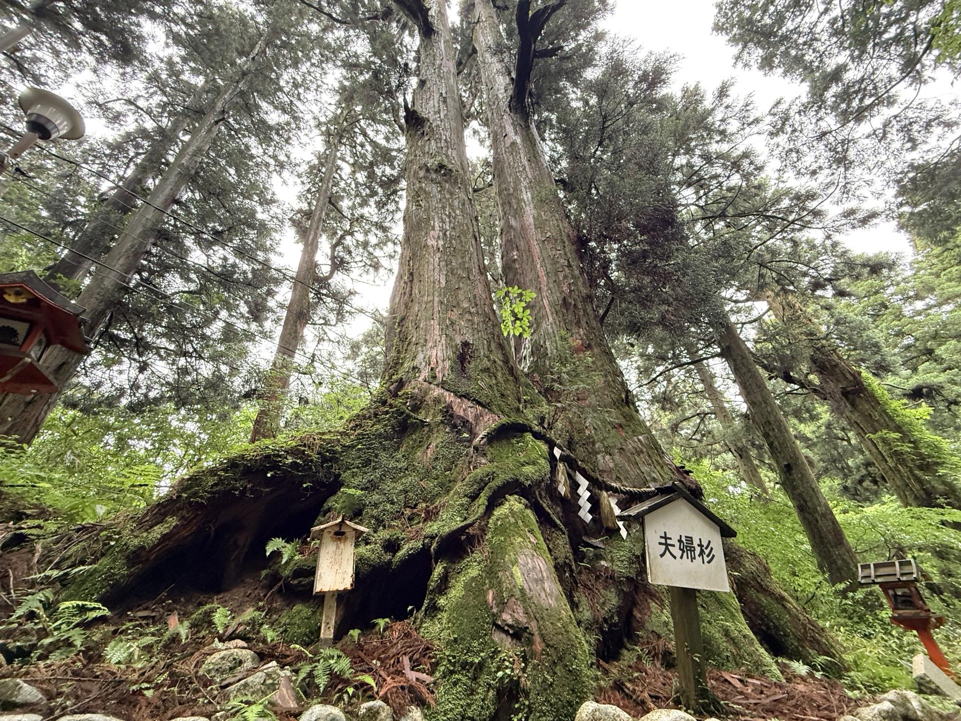 金剛山 夫婦杉