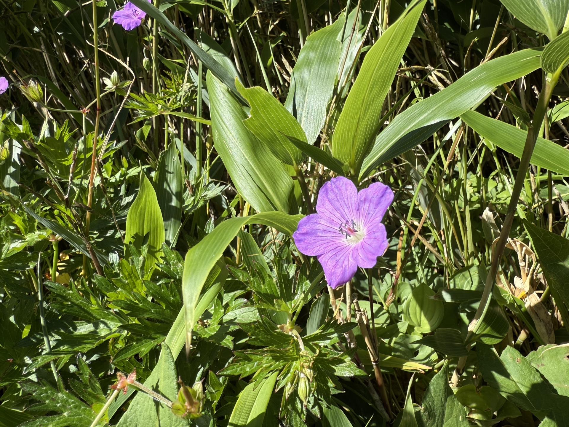 白山 ハクサンフウロ 高山植物