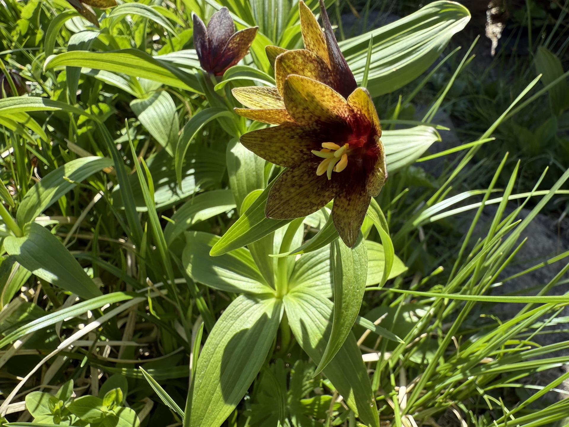 白山の高山植物 クロユリ