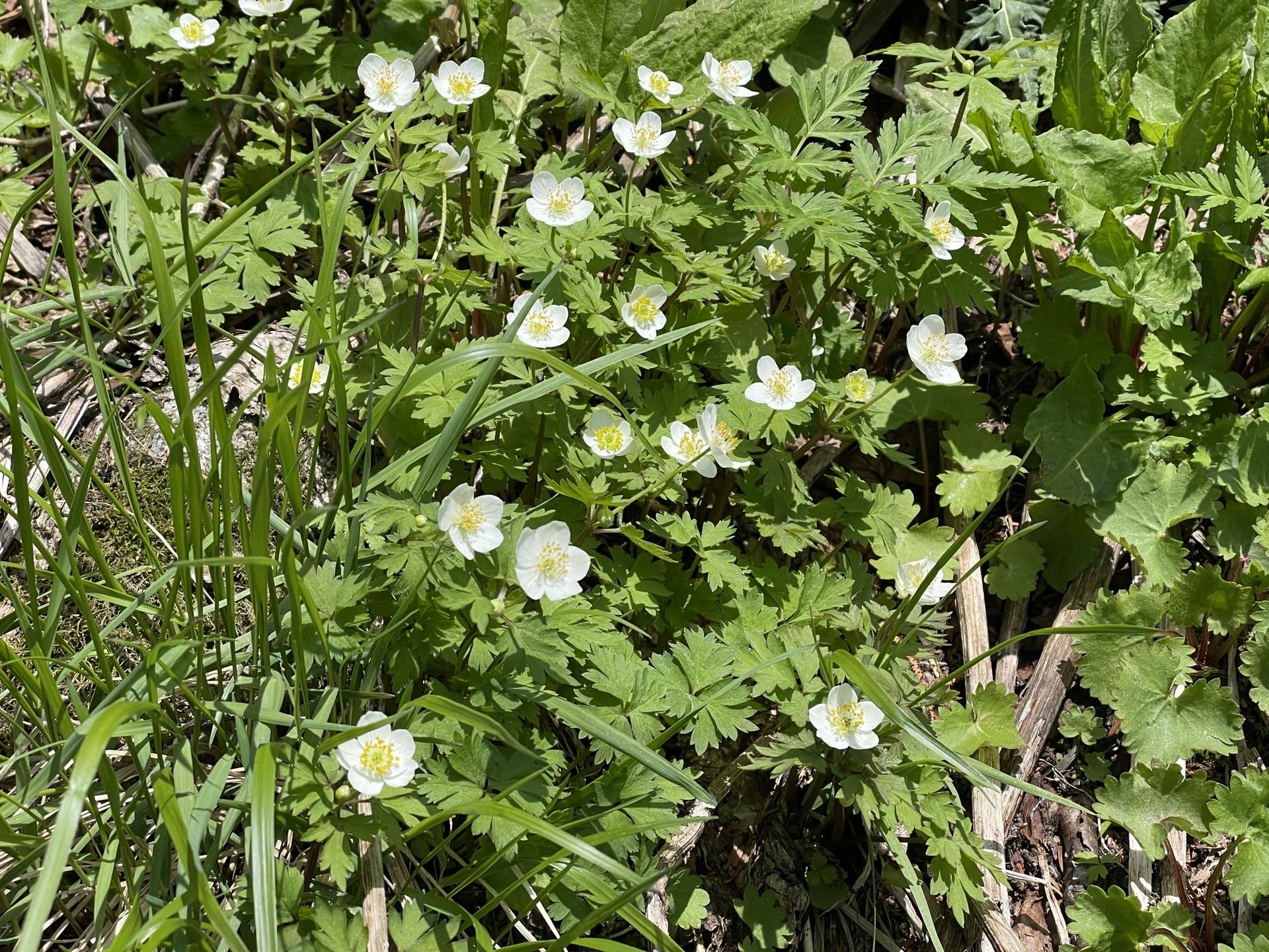 チングルマ 焼岳 西穂 稜線 高山植物