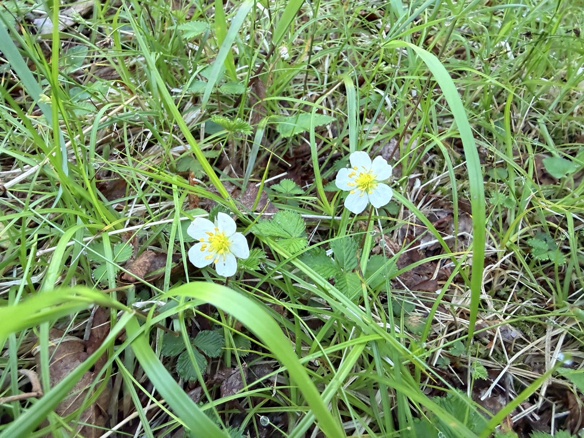 赤岳 高山植物