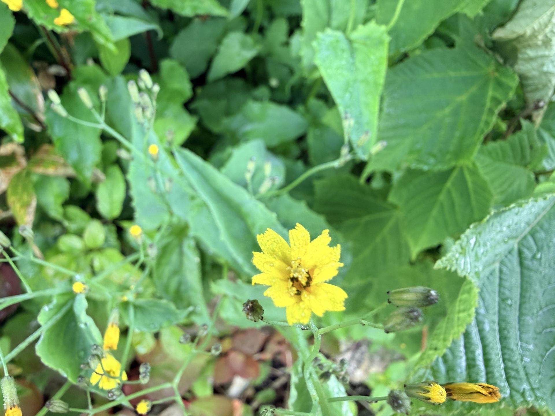 平標山の高山植物 ハナニガナ