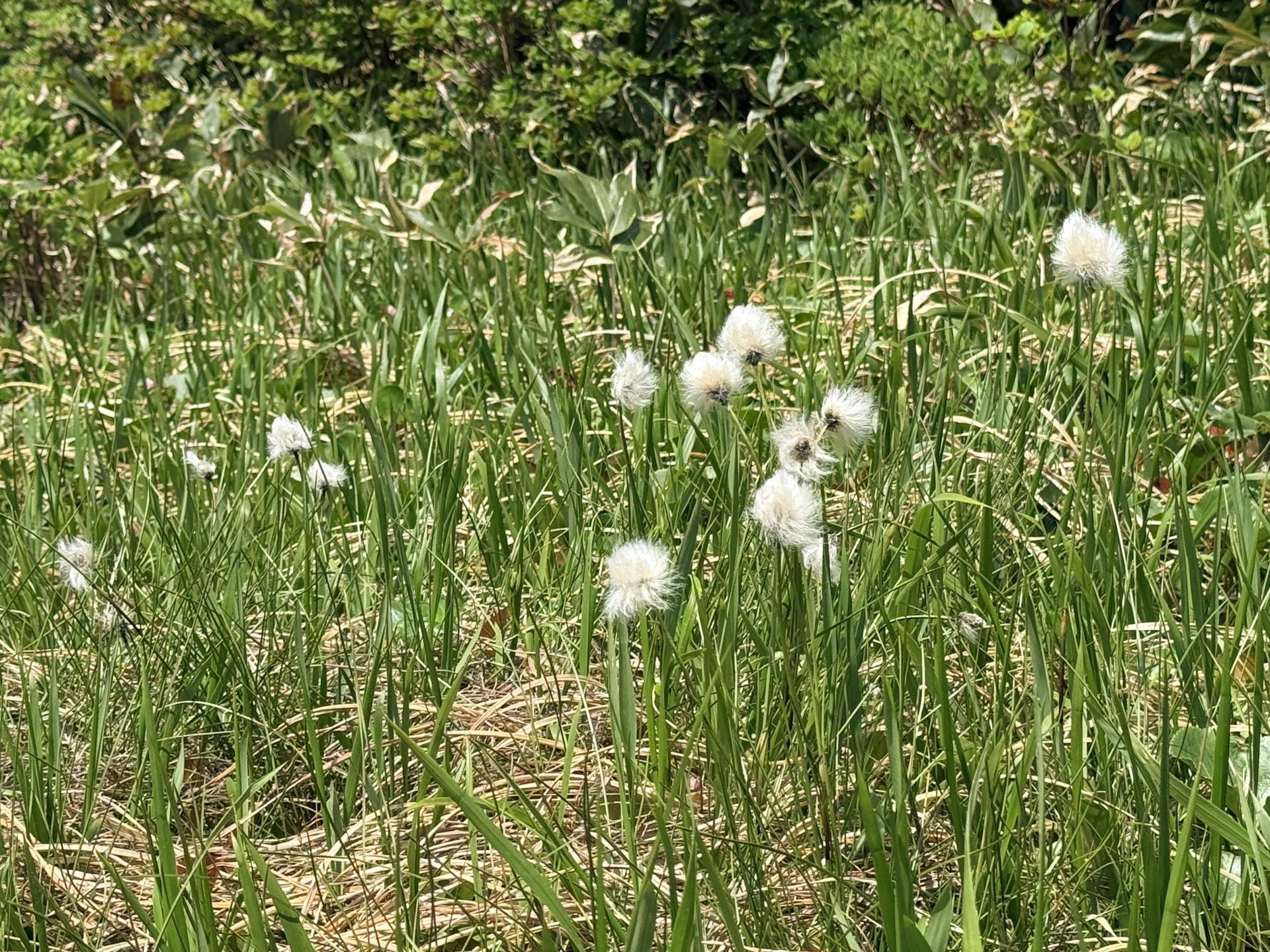 平標山の高山植物 ワタスゲ