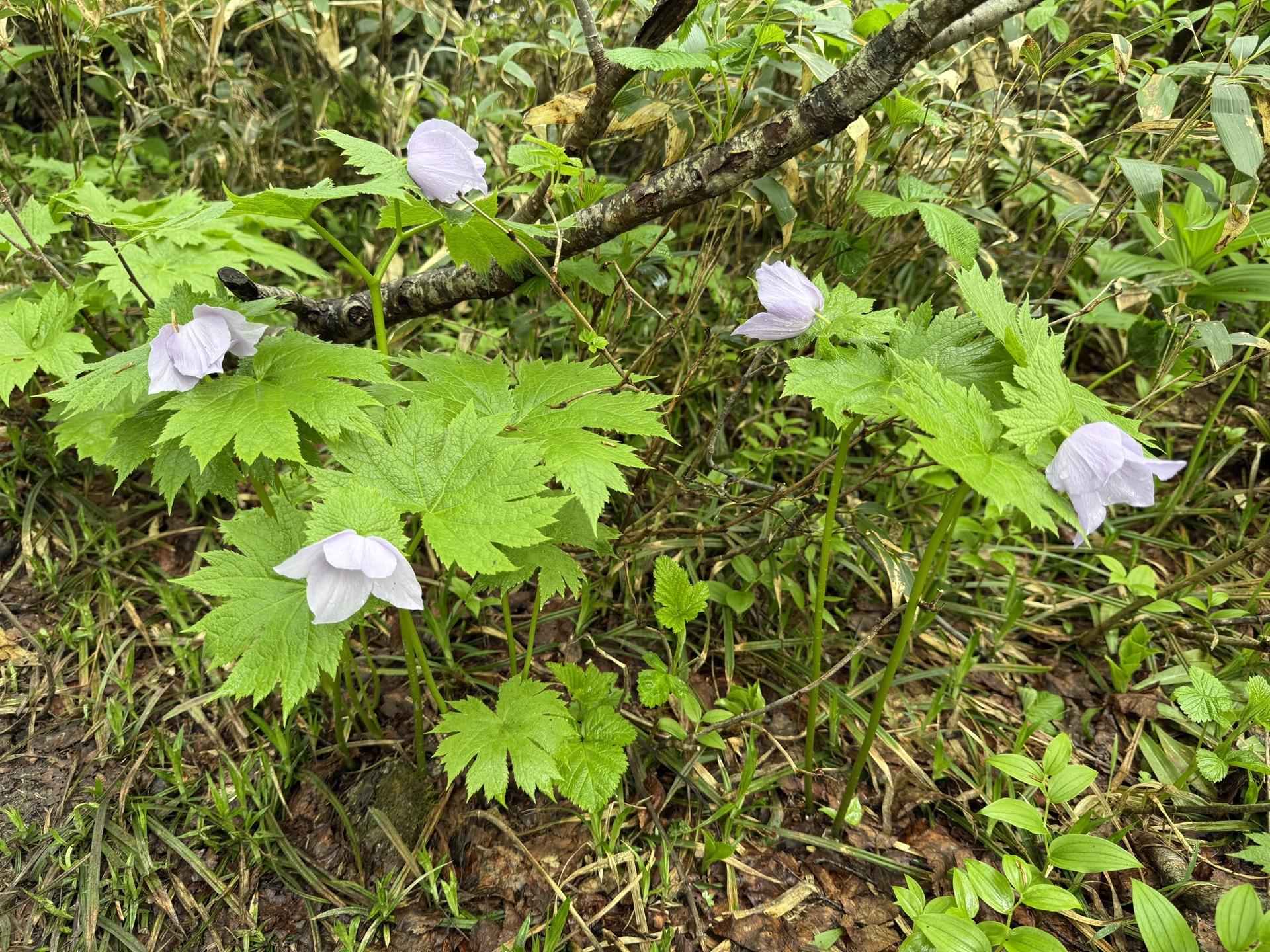 シラネアオイ(白馬連峰の高山植物)